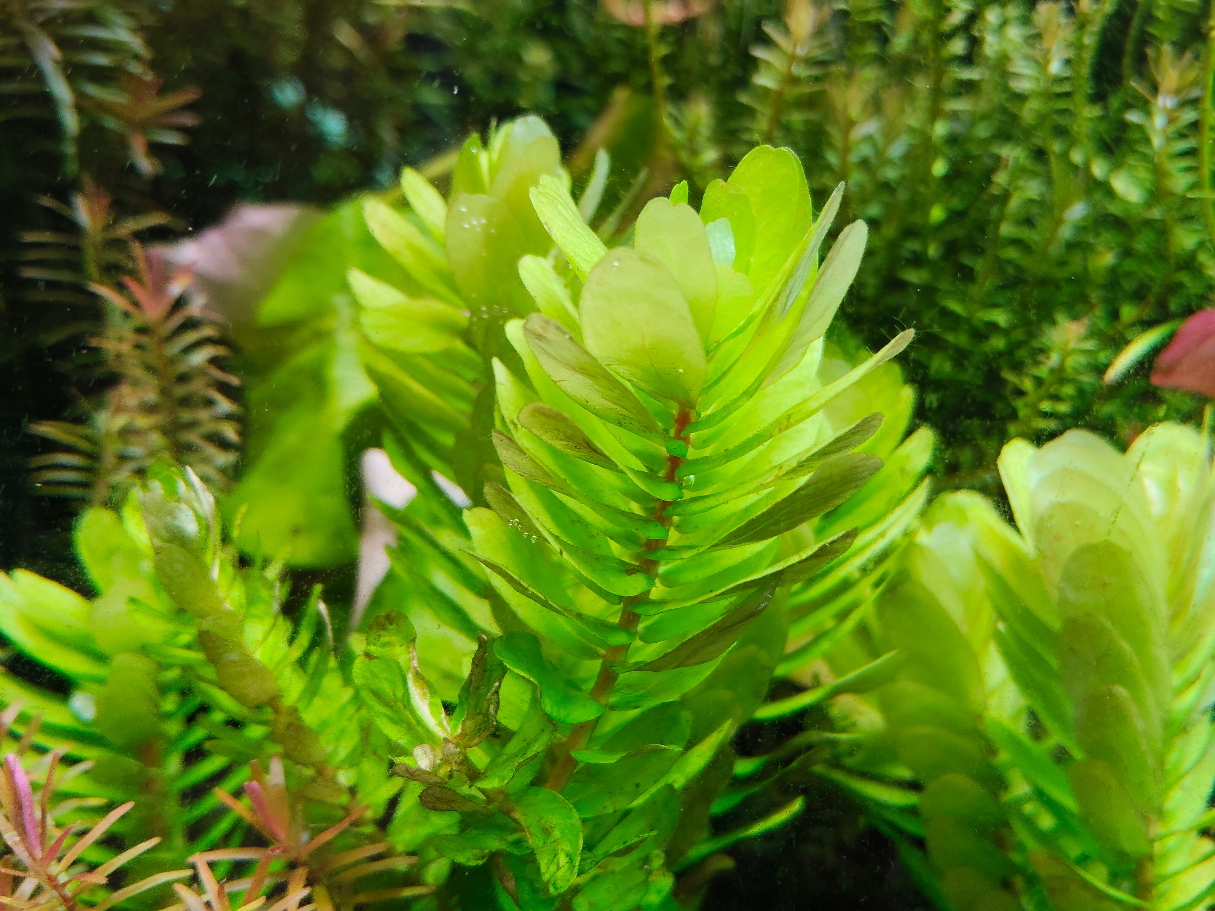ロタラ トゥルナデンシス 1本 | 熱帯植物 水草