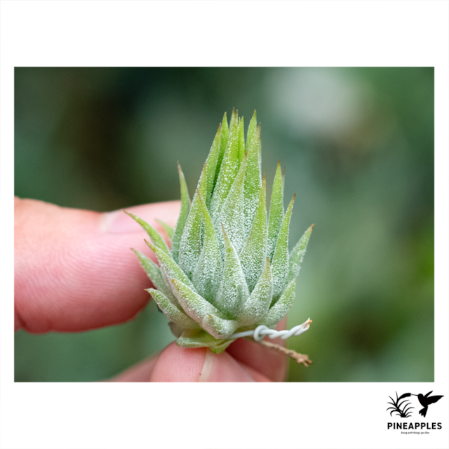Tillandsia ionantha 'Succulent Form' 【現品】 | PINEAPPLES