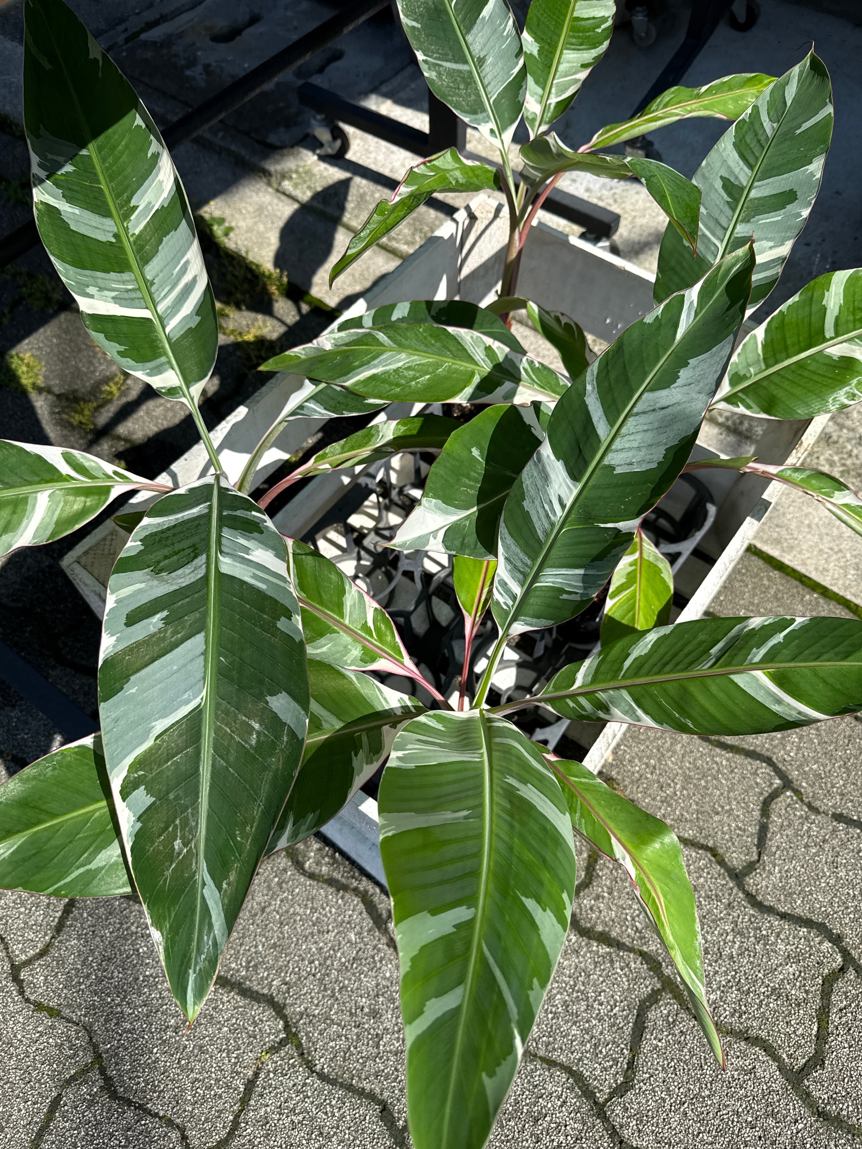 バナナ白斑入り Musa Florida variegated | Gardenえん 【観葉熱帯植物】