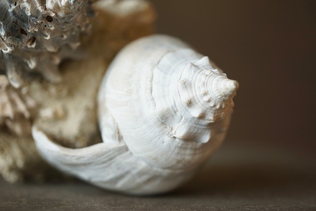 フランス産ホラガイ/エゾバイ化石 Gastropod Fossil 1347