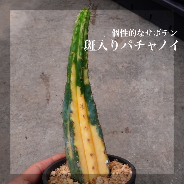 激レア斑入りサボテン！極美【Echinopsis pachanoi 斑入りパチャノイ 2】サボテン