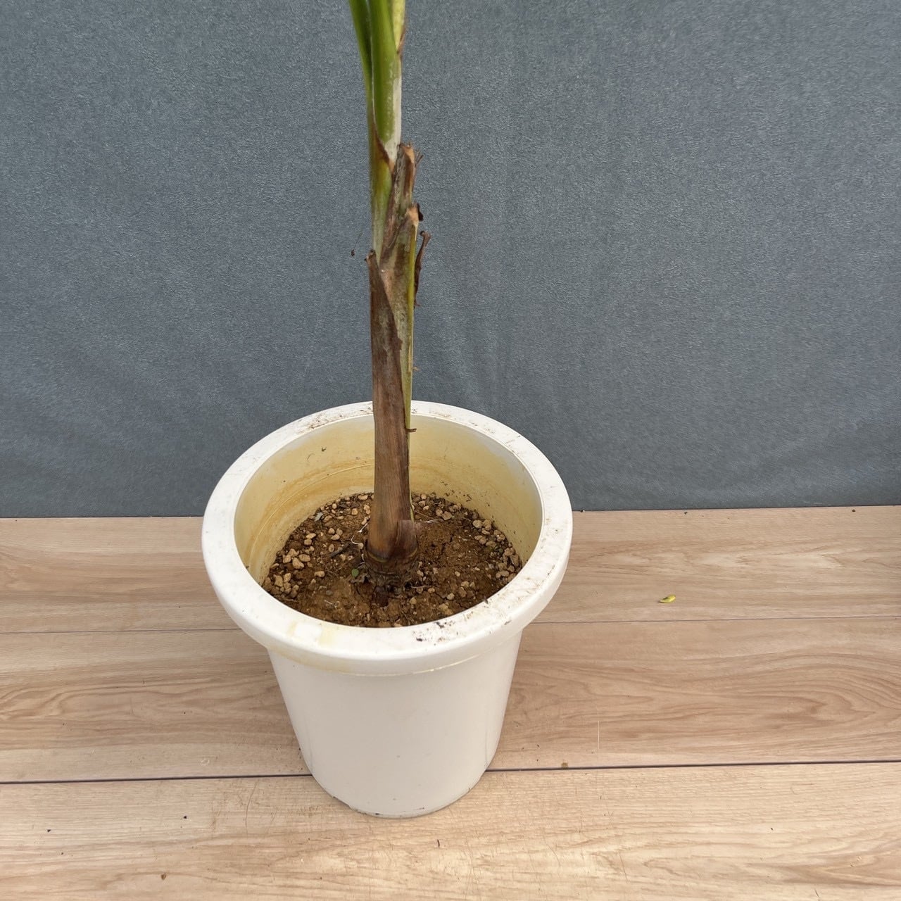 現品］【希少】8番 マニラヤシ 斑入り 観葉植物 大型 室内 8号 プラ鉢