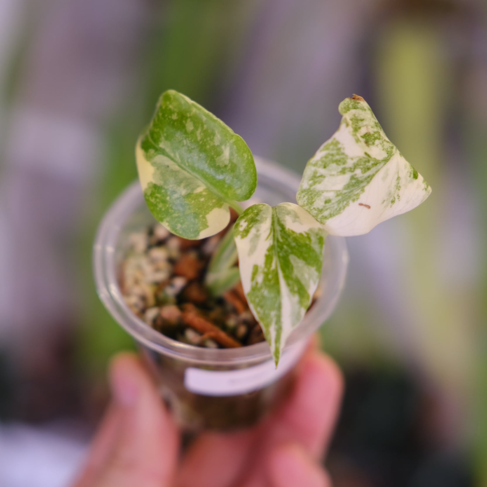 モンステラ・レガシー│Monstera deliciosa 'Legacy'⑩│観葉植物