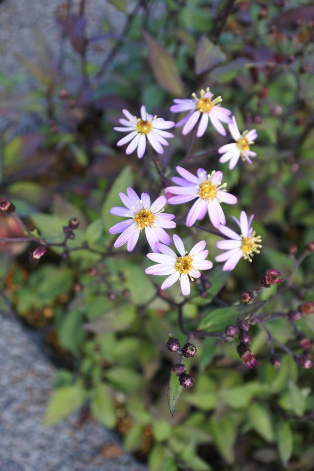 キヨスミシラヤマギク(清澄白山菊)7.5cm〜9cmポット【山野草 花苗 草花 多年草 宿根草 日向 ガーデニング 茶花 耐寒性あり】の画像