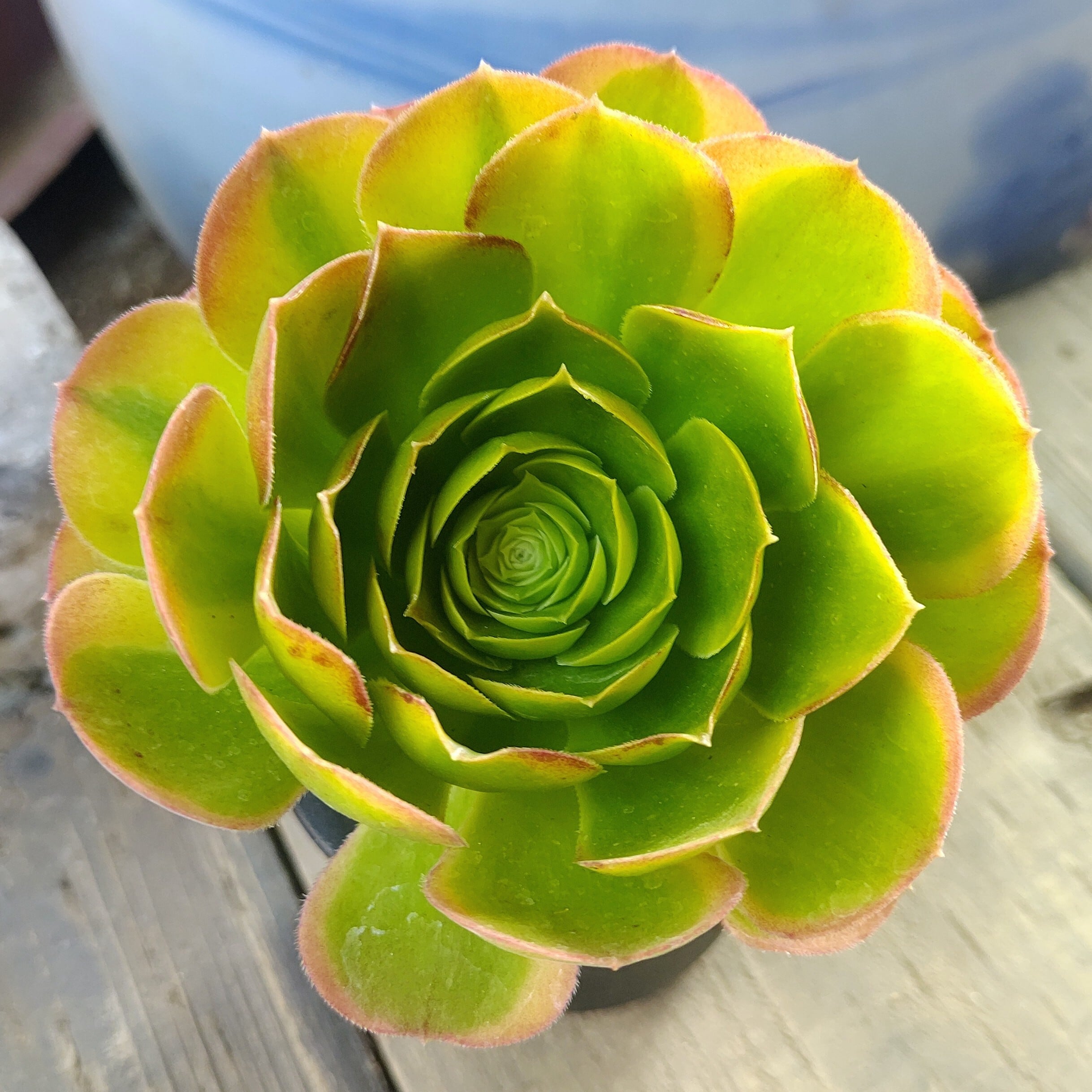 アエオニウム | RuPo 多肉植物専門店