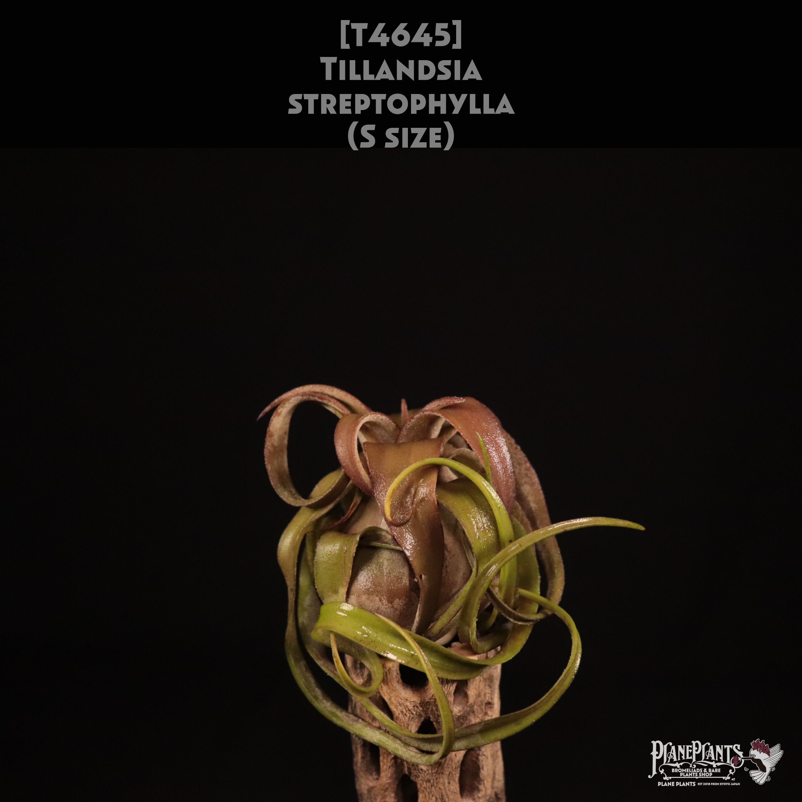 【送料無料】streptophylla S〔エアプランツ〕現品発送T4645