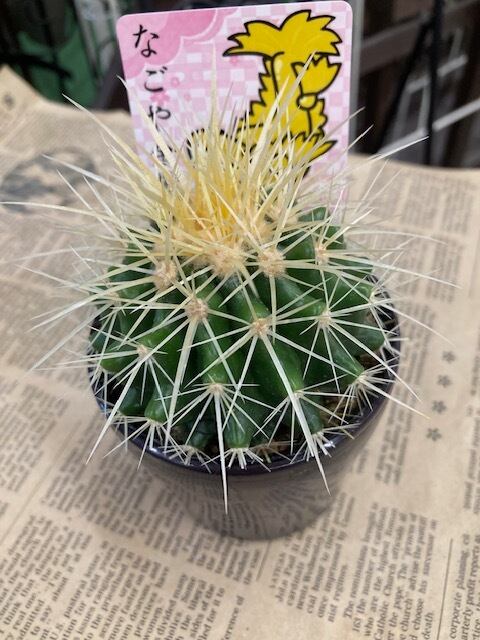 金鯱 キンシャチ ○ サボテンの王様！鉢底からの高さ約15㎝ なごや金鯱  