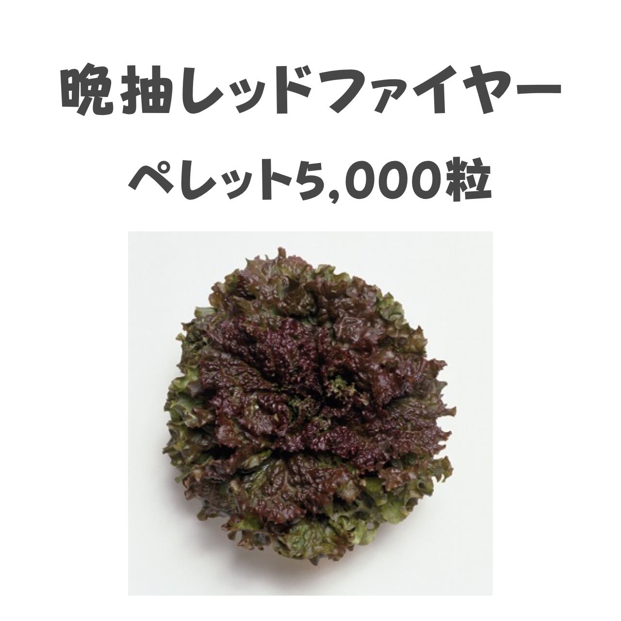 晩抽レッドファイヤー レタス種子・ペレット5,000粒
