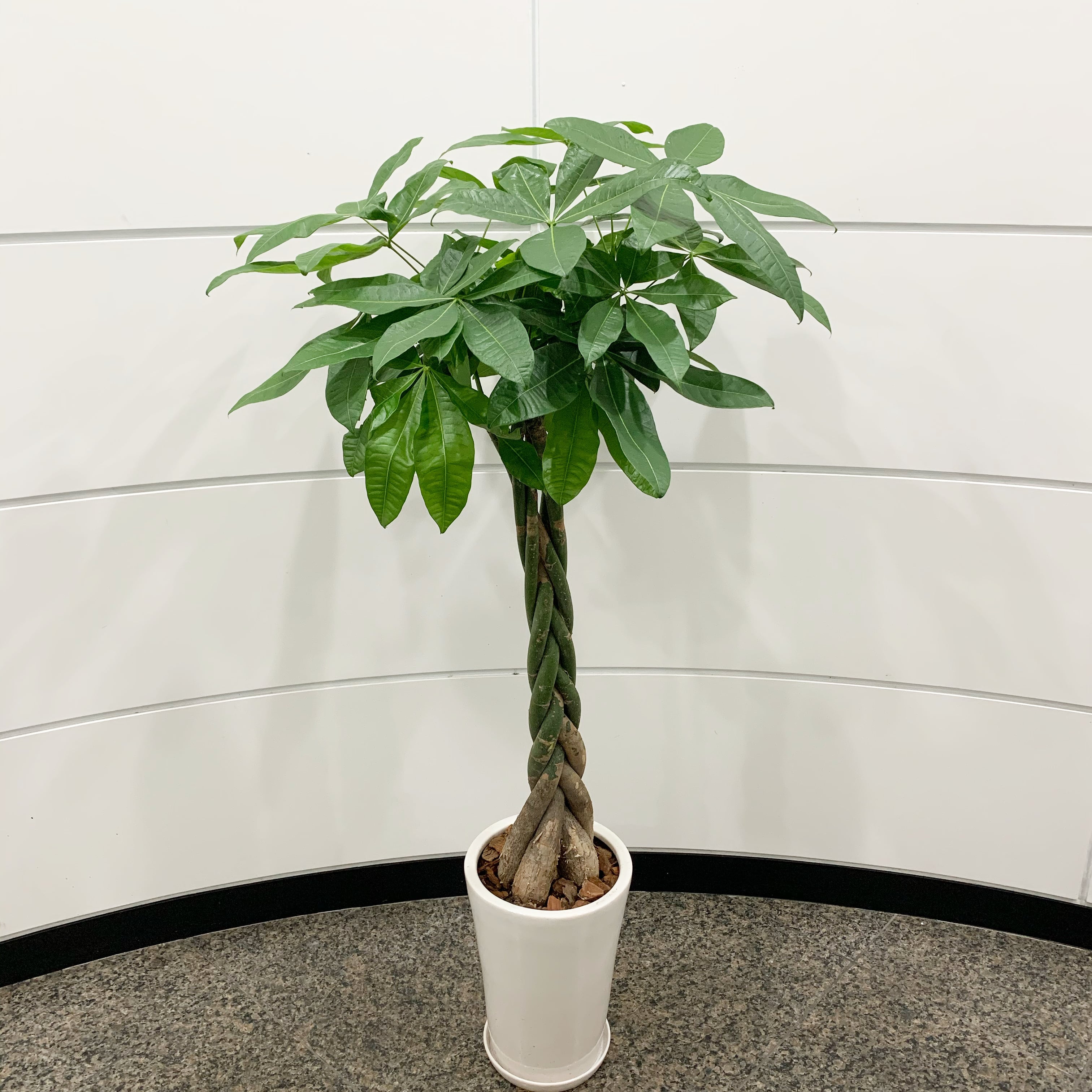 観葉植物】パキラ 8号 陶器 | 花屋のbiotopビオトープ