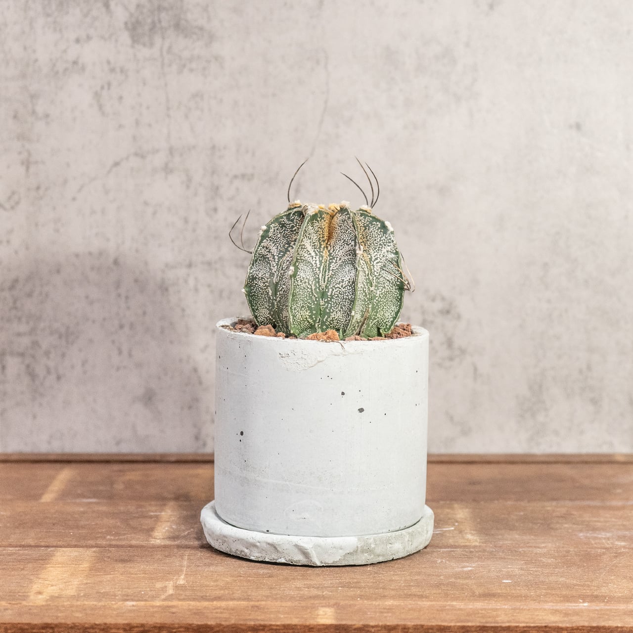 アストロフィツム・カプリコーン|山羊の角のような湾曲した長い棘が美しい【手作りモルタル鉢仕立て】