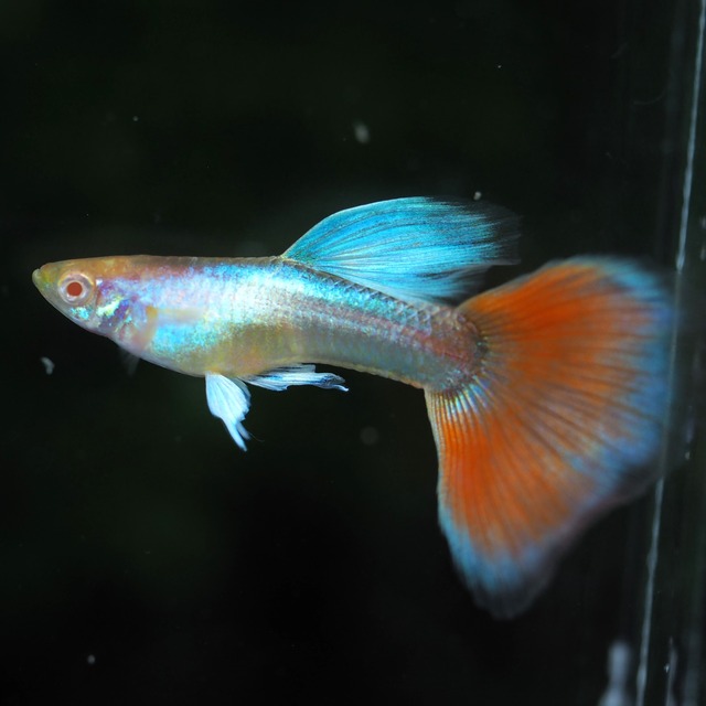 【セール】RREAラズリーレッドテールタキシード 3ペア