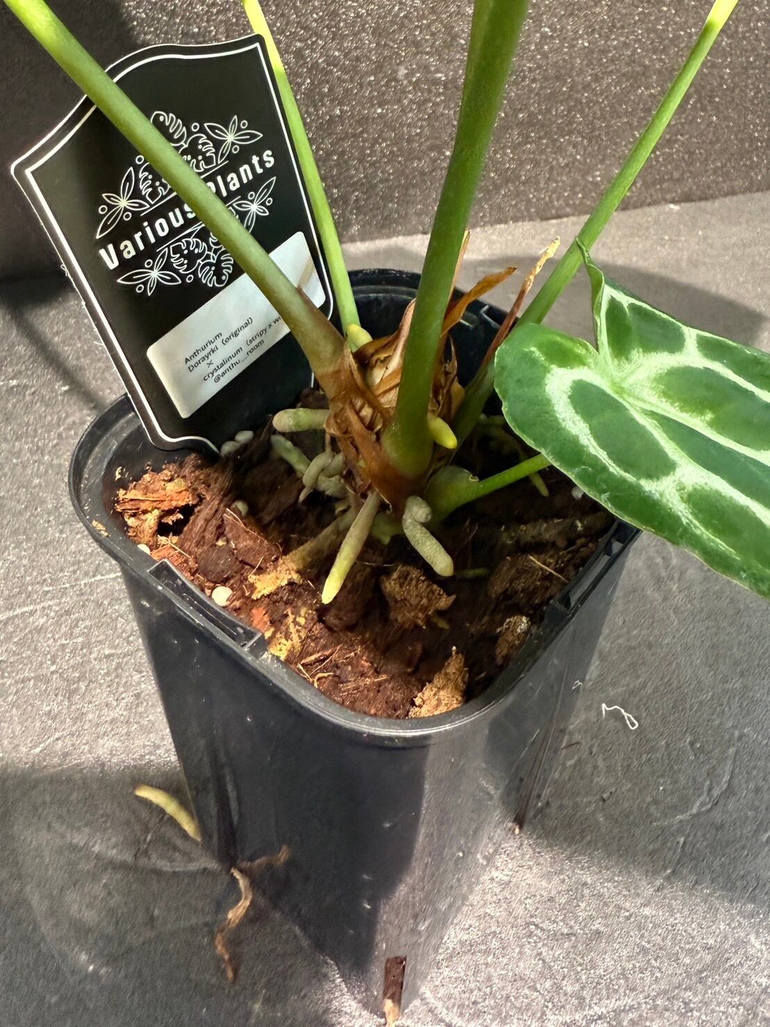ドラヤキ×クリスタリナム アンスリウム 希少 観葉植物 3.5号