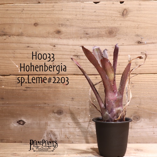【reserved】 Hohenbergia sp.Leme#2203〔ホヘンベルギア〕現品発送H0033