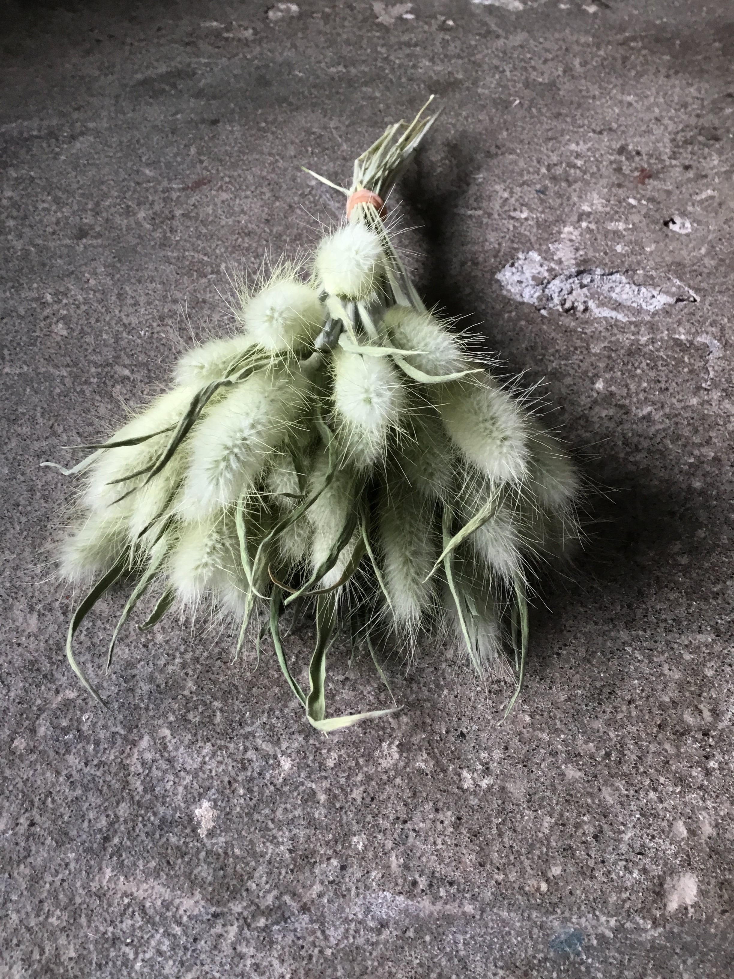 ラグラス バニーテール ドライフラワー 束 | MEmENTO Dried