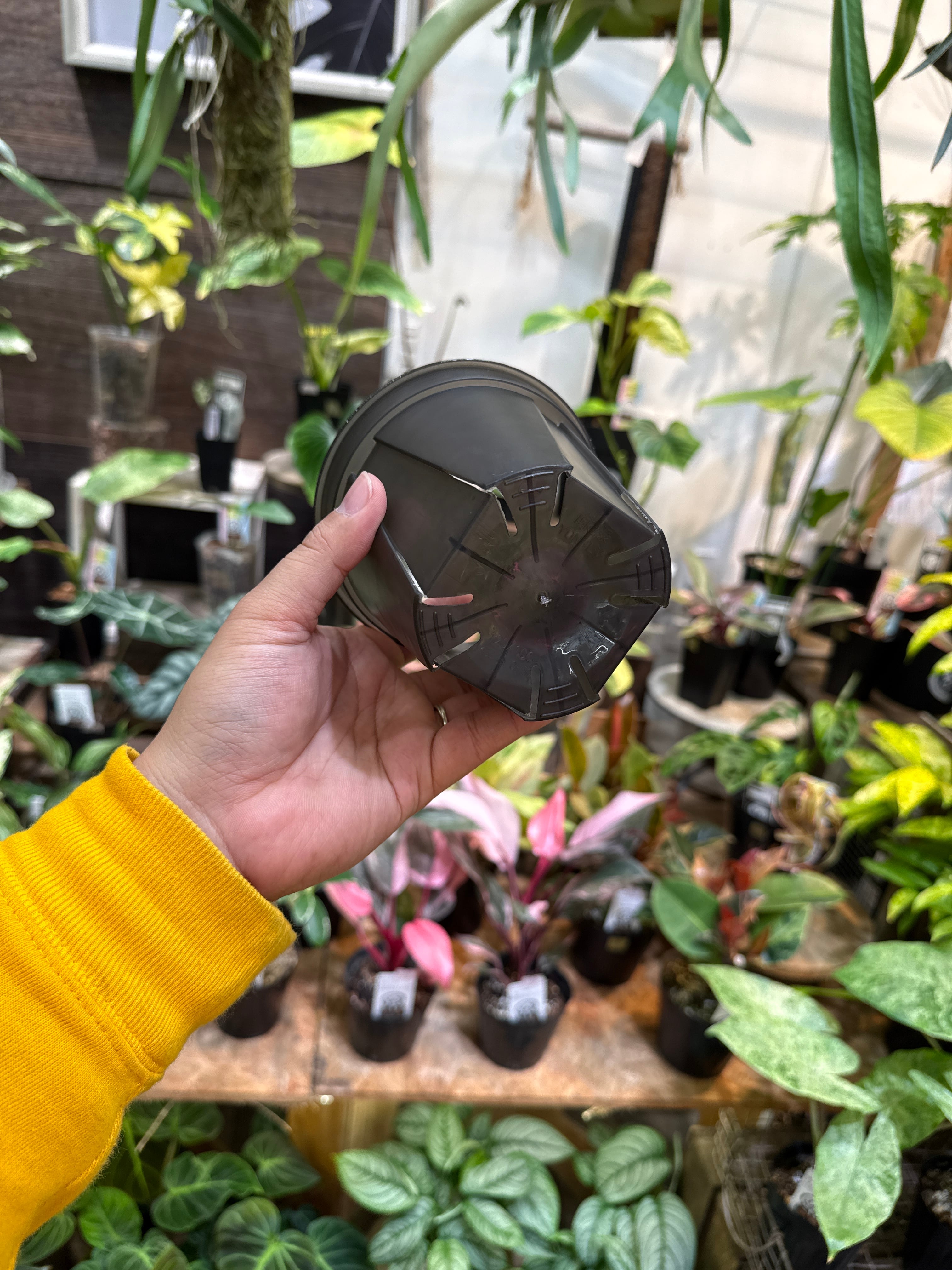 4号］3個セットCBK-PoT クリアブラック | Gardenえん 【観葉熱帯植物】