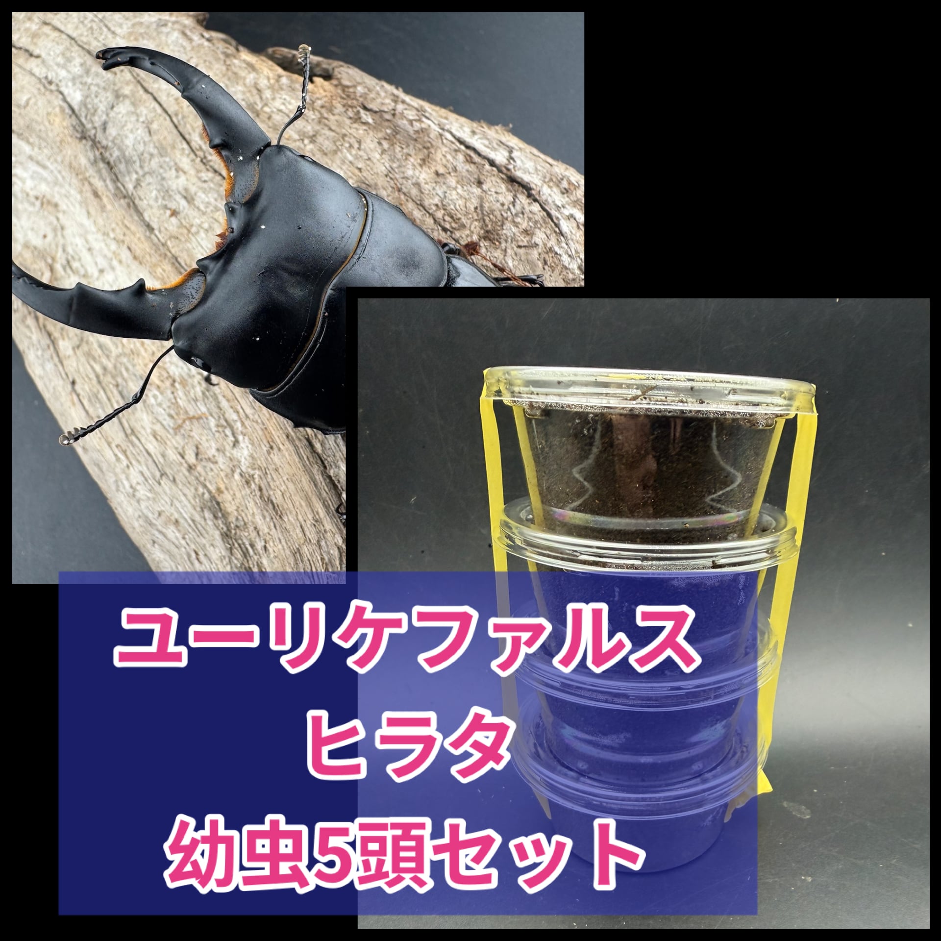 ヒラタクワガタの仲間 | KPW BASE店 ヒラタクワガタの仲間 | KPW BASE店