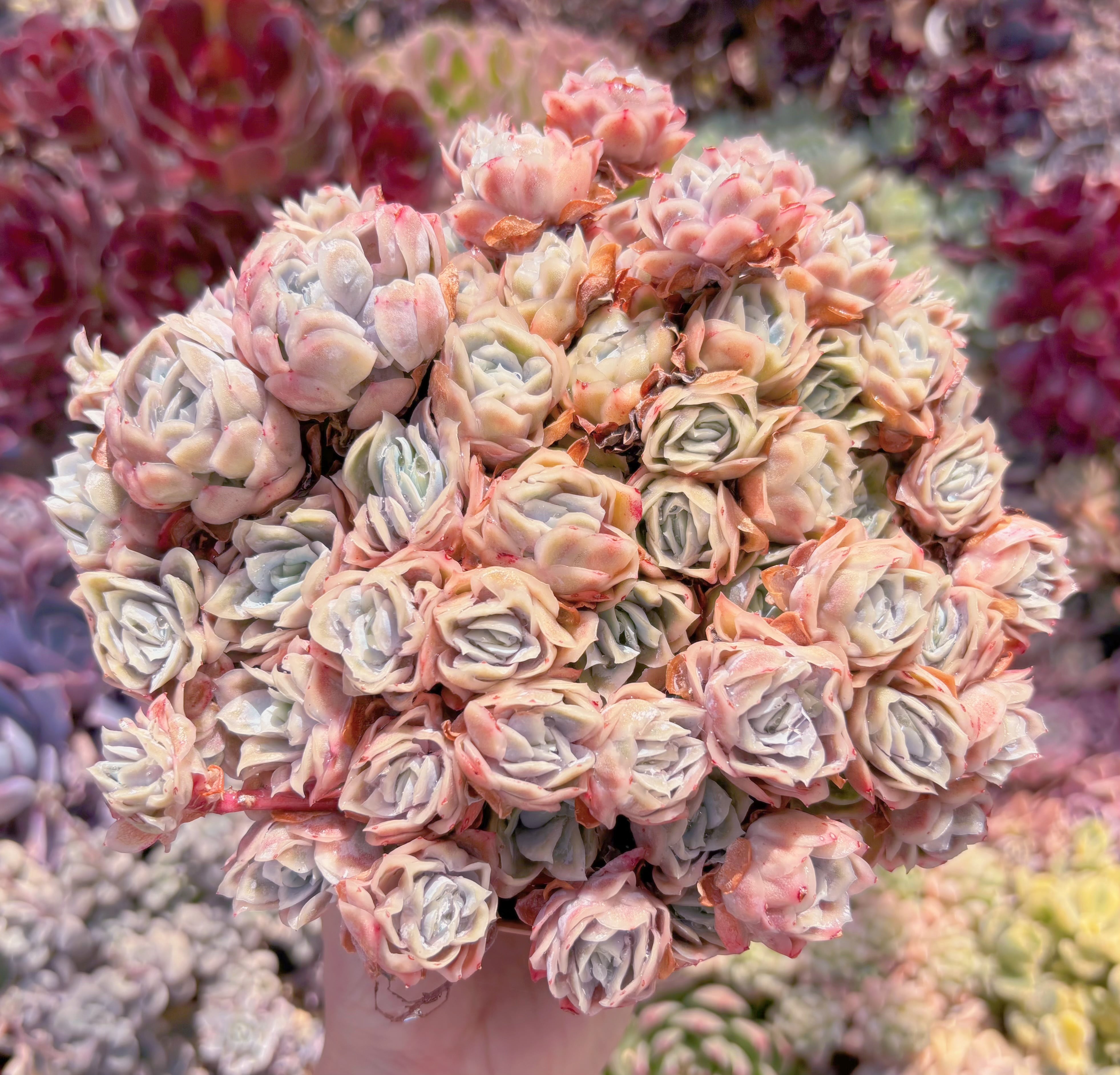 現品　氷梅錦#621　特大群生　新入荷