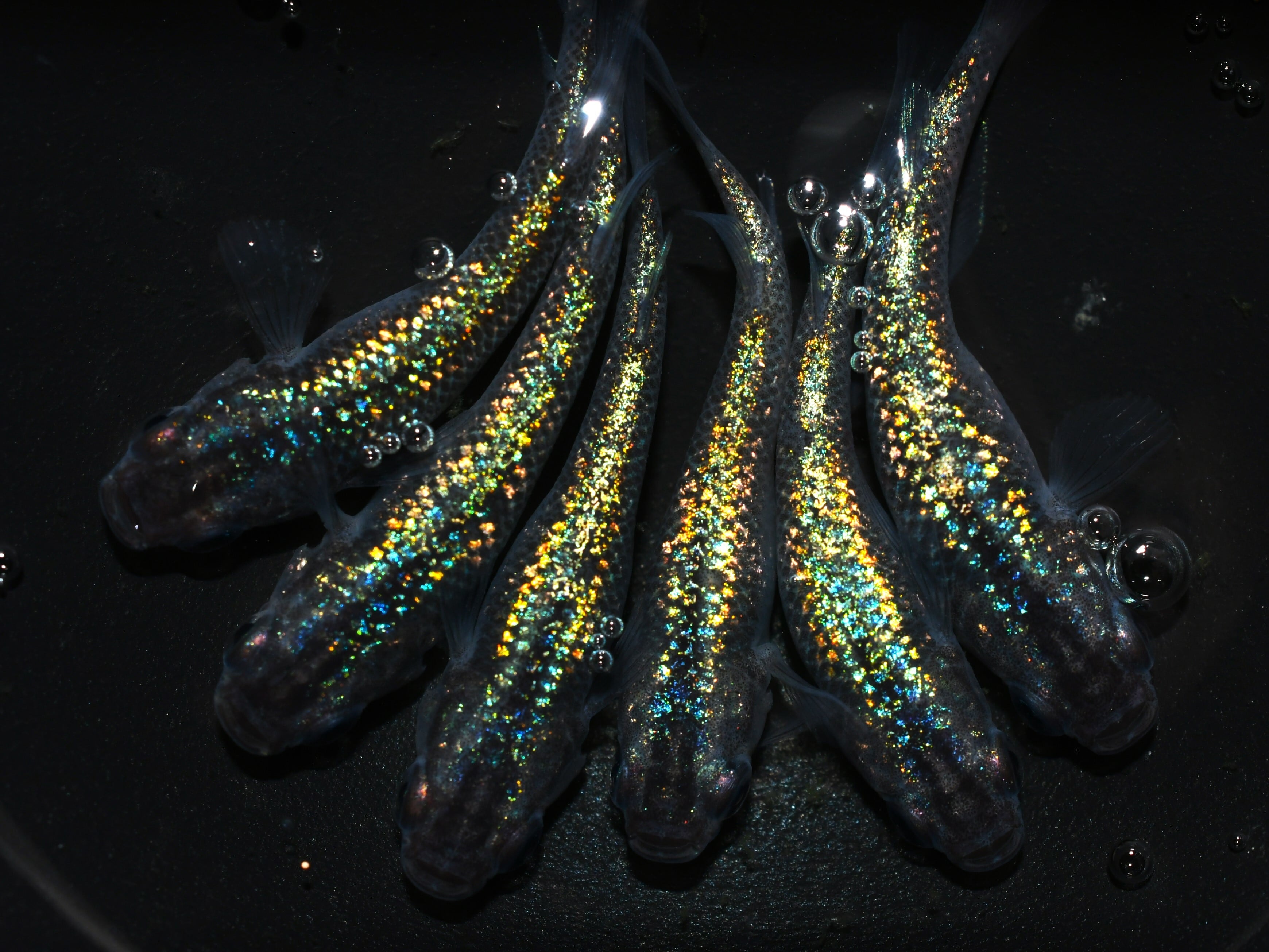 サファ王【成魚販売】2ペア | メダカめだかのネット販売ショップ