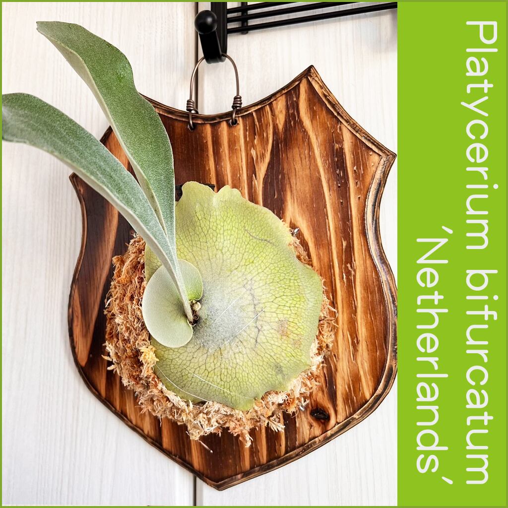 ビカクシダ ネザーランド 板付 【観葉植物 室内 コウモリラン