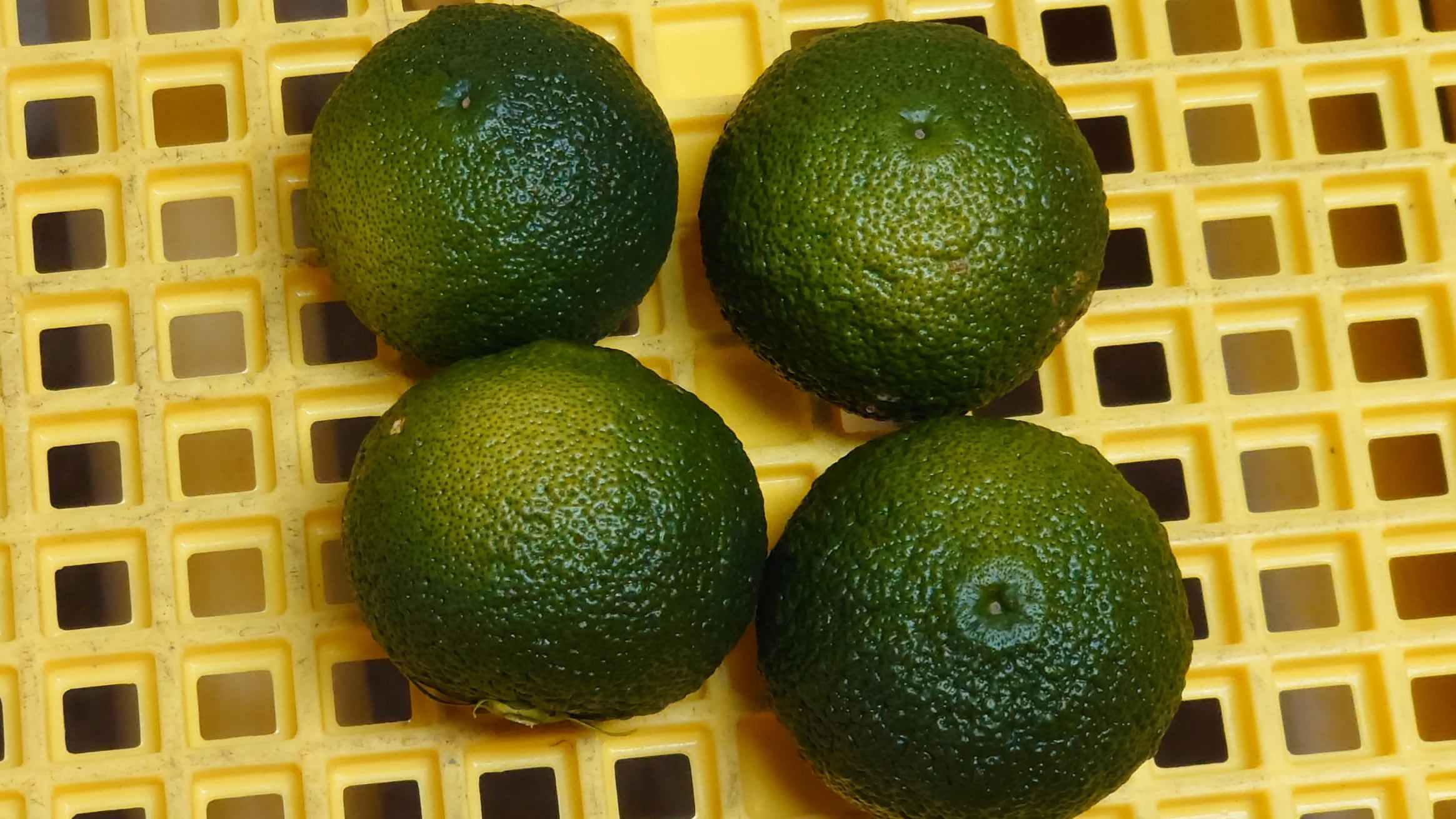 青ゆず 訳あり規格外品 約10kg | 千光士農園