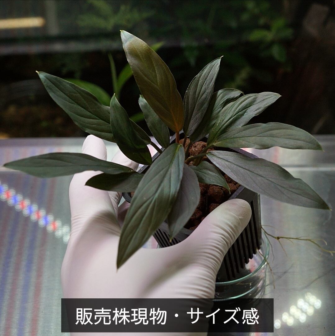ホマロメナsp.“濡烏” Homalomena【LA0518-02】No-003 | ブルーゲッコー