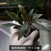ホマロメナsp.“濡烏” Homalomena【LA0518-02】No-003