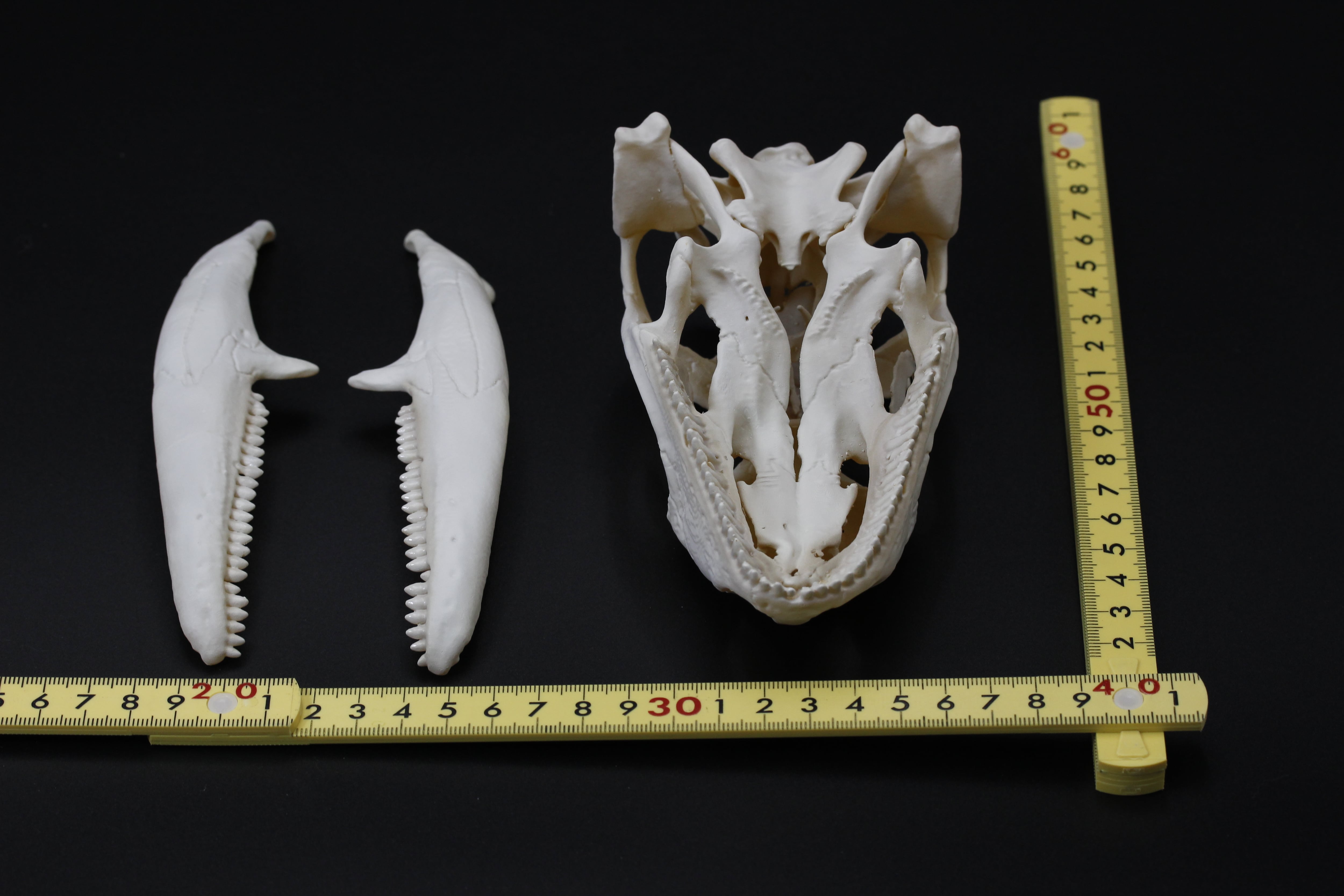 貴重！オオハナジログエイン 頭骨 グリーンイグアナ 拡大頭骨レプリカ 【2倍拡大】 | アンフィ合同会社