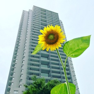 代官山の向日葵  6.