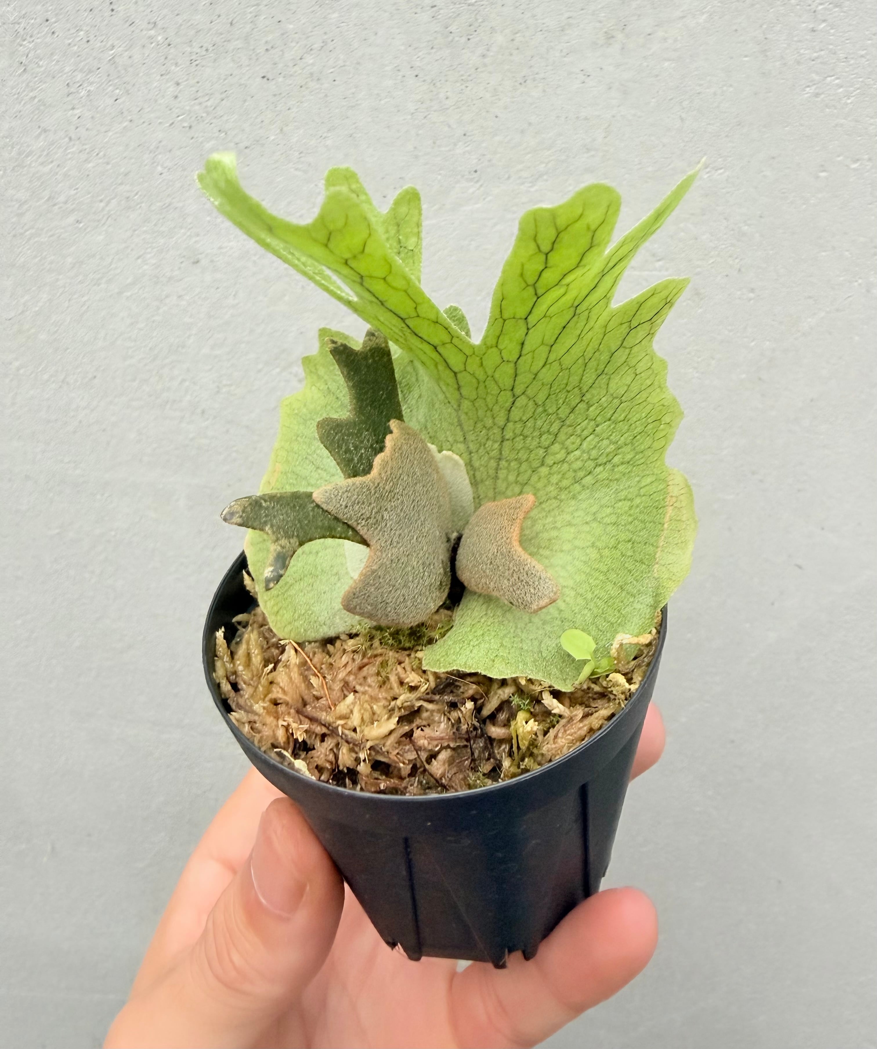 Platycerium_ビカクシダ | vandaka plants