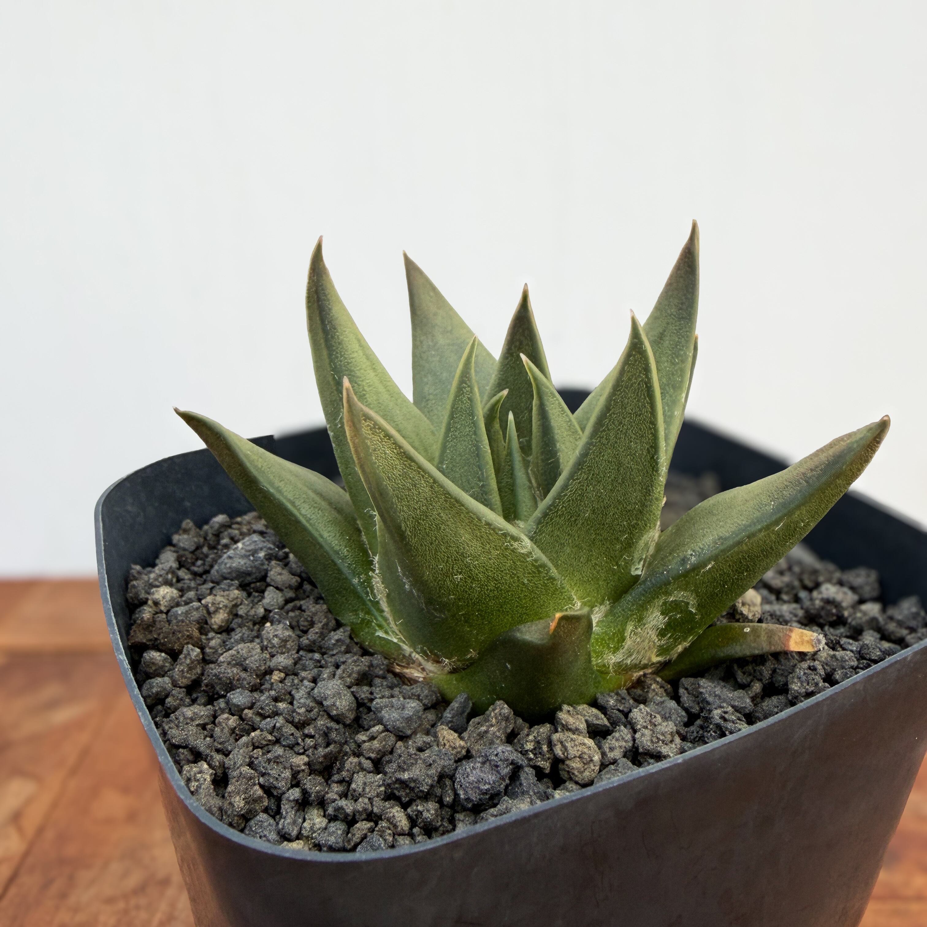 Ariocarpus trigonus 【アリオカルプス・短疣三角牡丹・実生