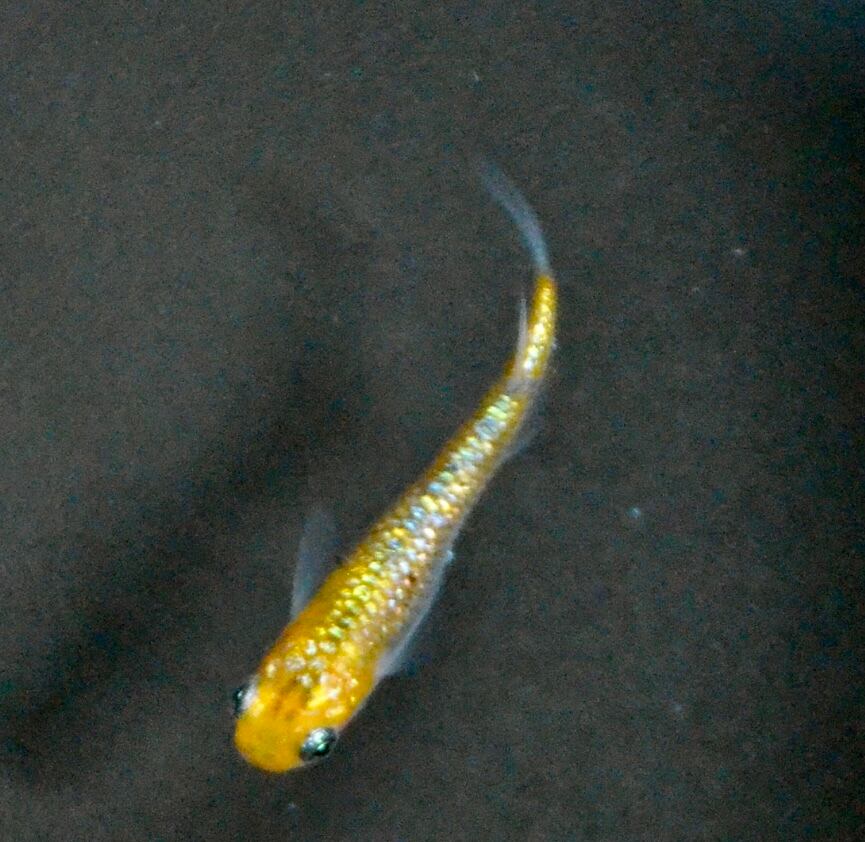 健生メダカ！天界メダカ1p