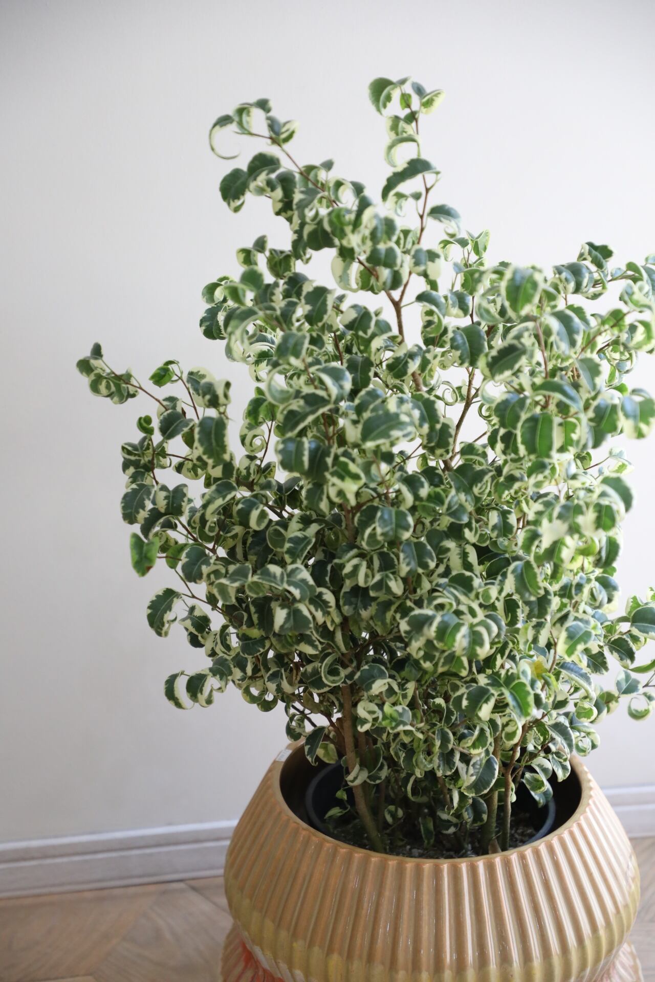 フィカスベンジャミン フィカス 観葉植物 L 83cm フィカス