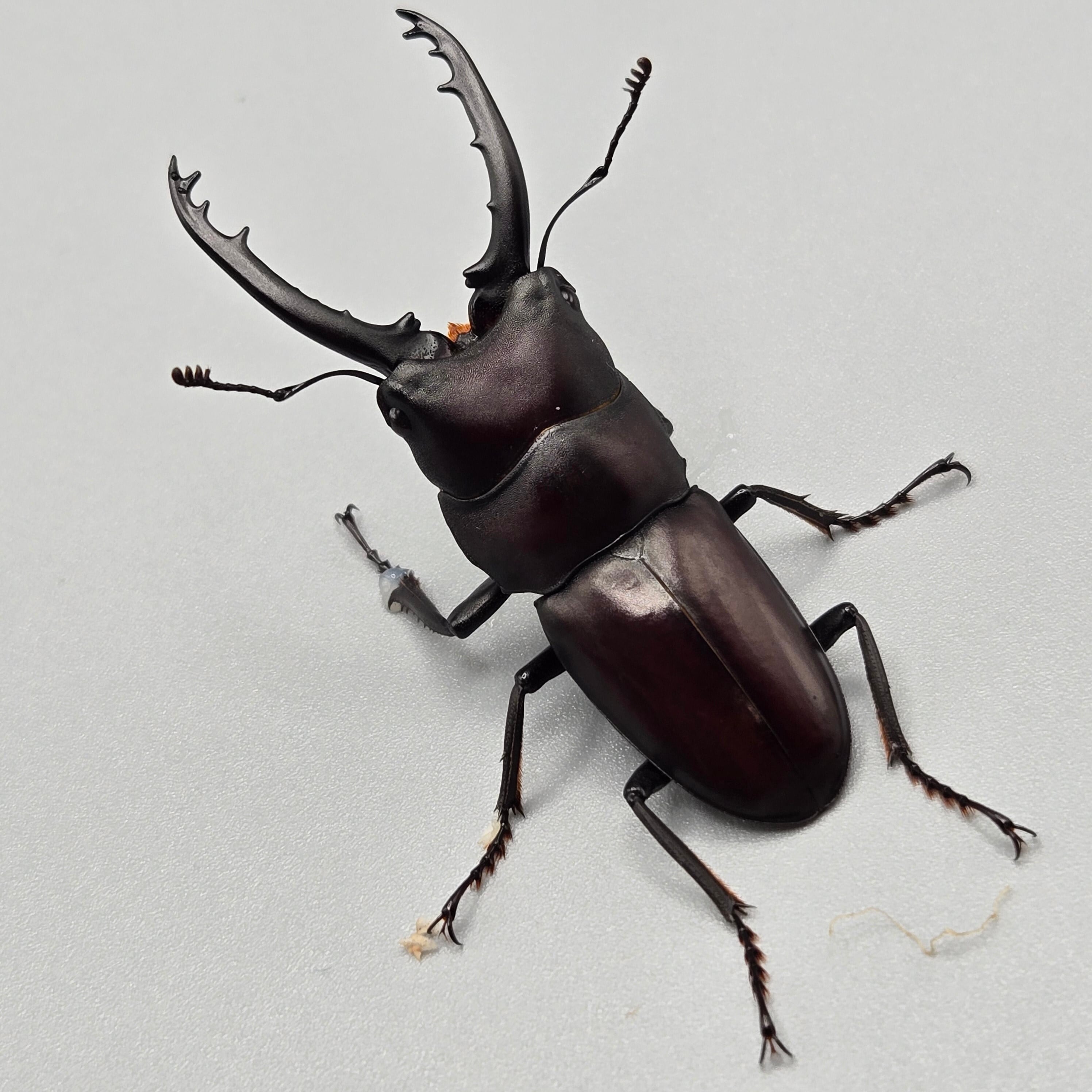 フルストルファーオウゴンオニクワガタ ♂単 | 昆虫専門店 鍬鉄