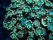 SelectionBaliShip Alveopora From Makassar Grafted