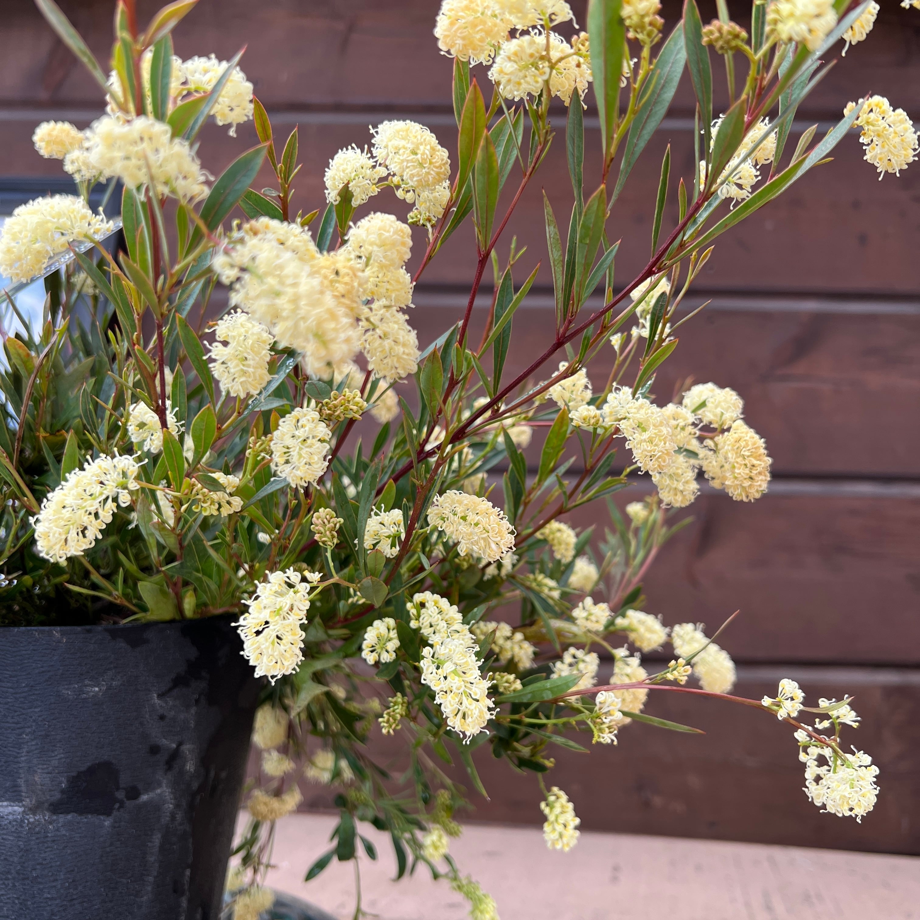 グレビレア シナフェア② | 沼ノ上農園