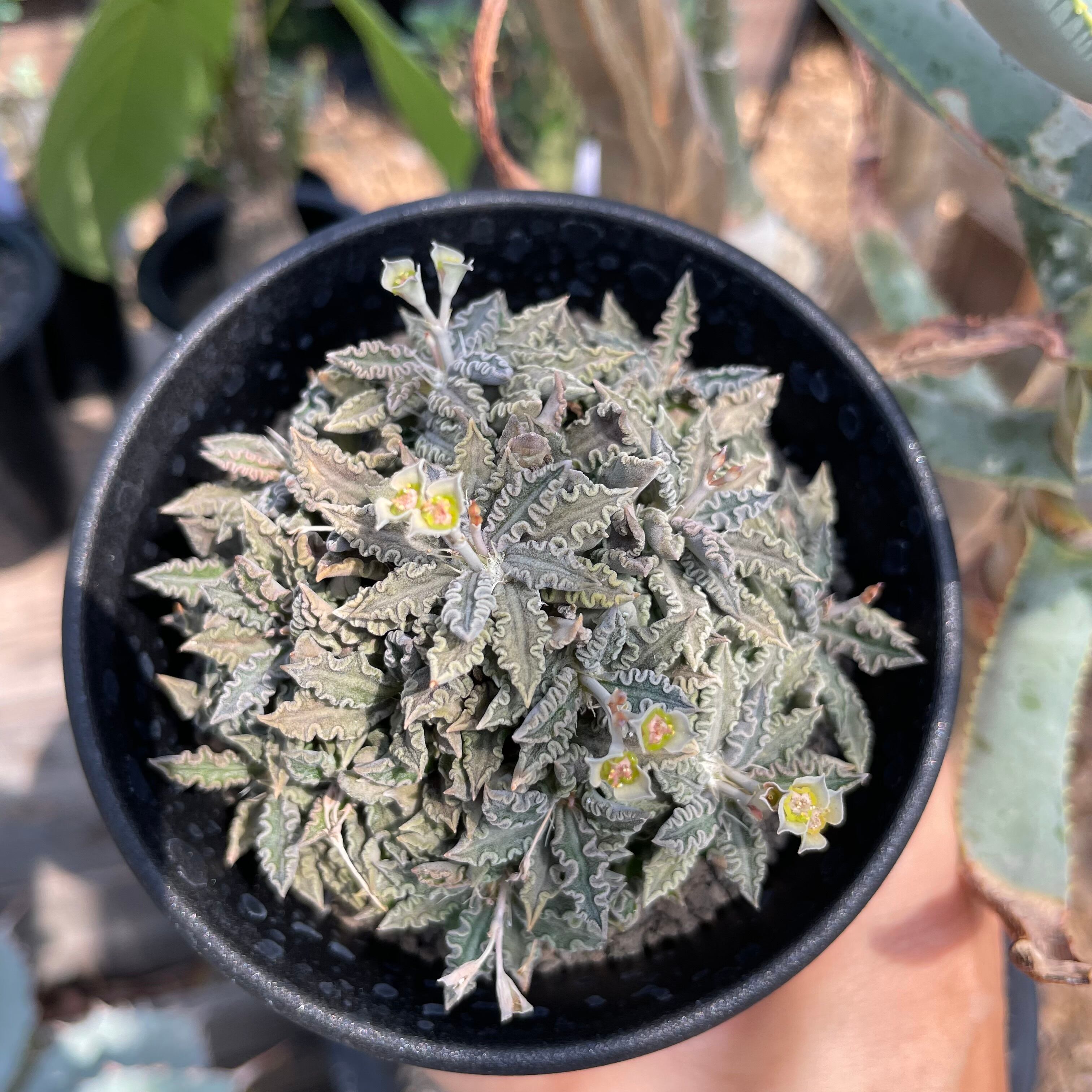Euphorbia tulearensis【ユーフォルビア・トゥレアレンシス