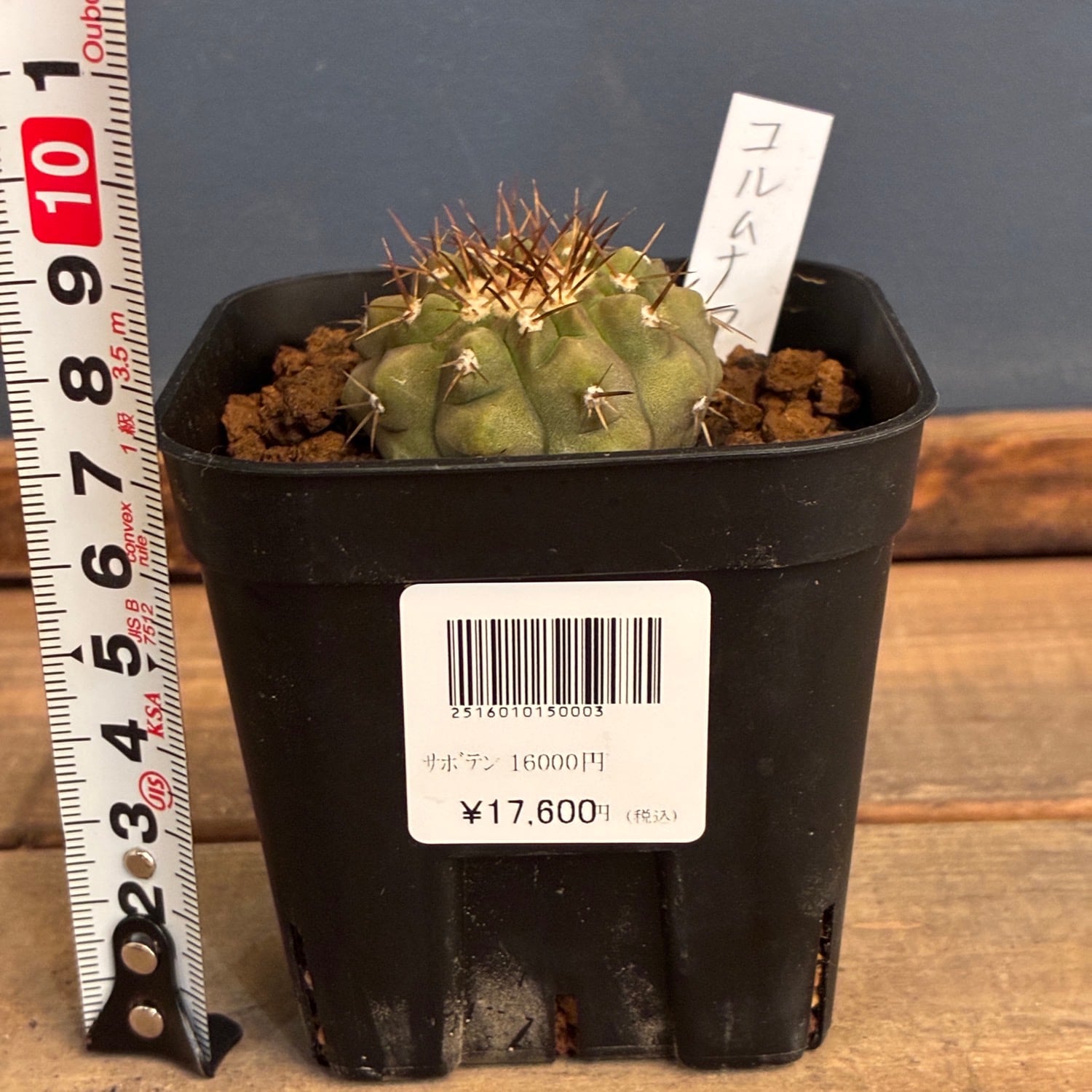 Copiapoa】サボテン コピアポア コルムナアルバ 孤竜丸 実生【348