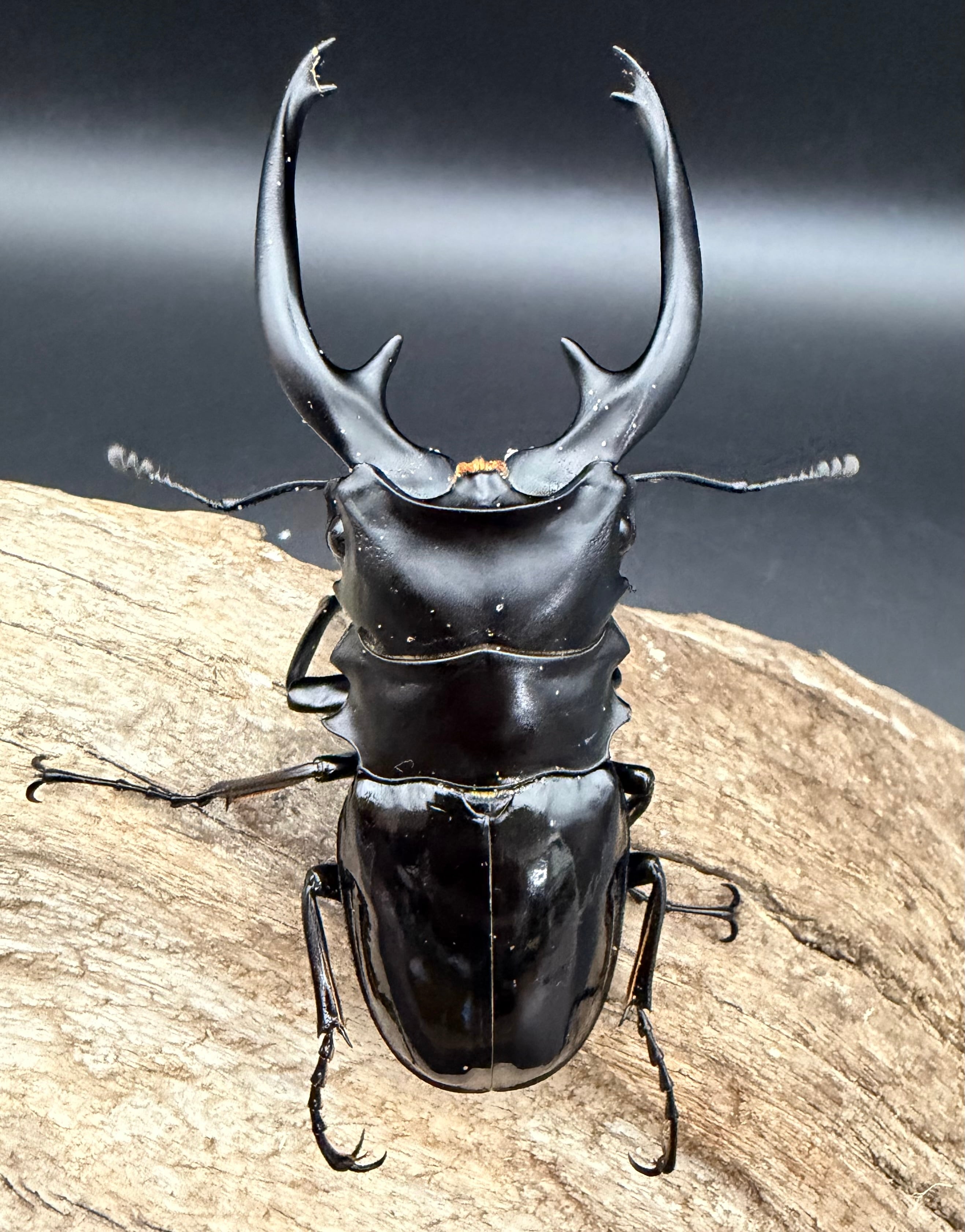 WD】《インターメディアツヤクワガタ ネグロス島産 93mm ペア》 | KPW