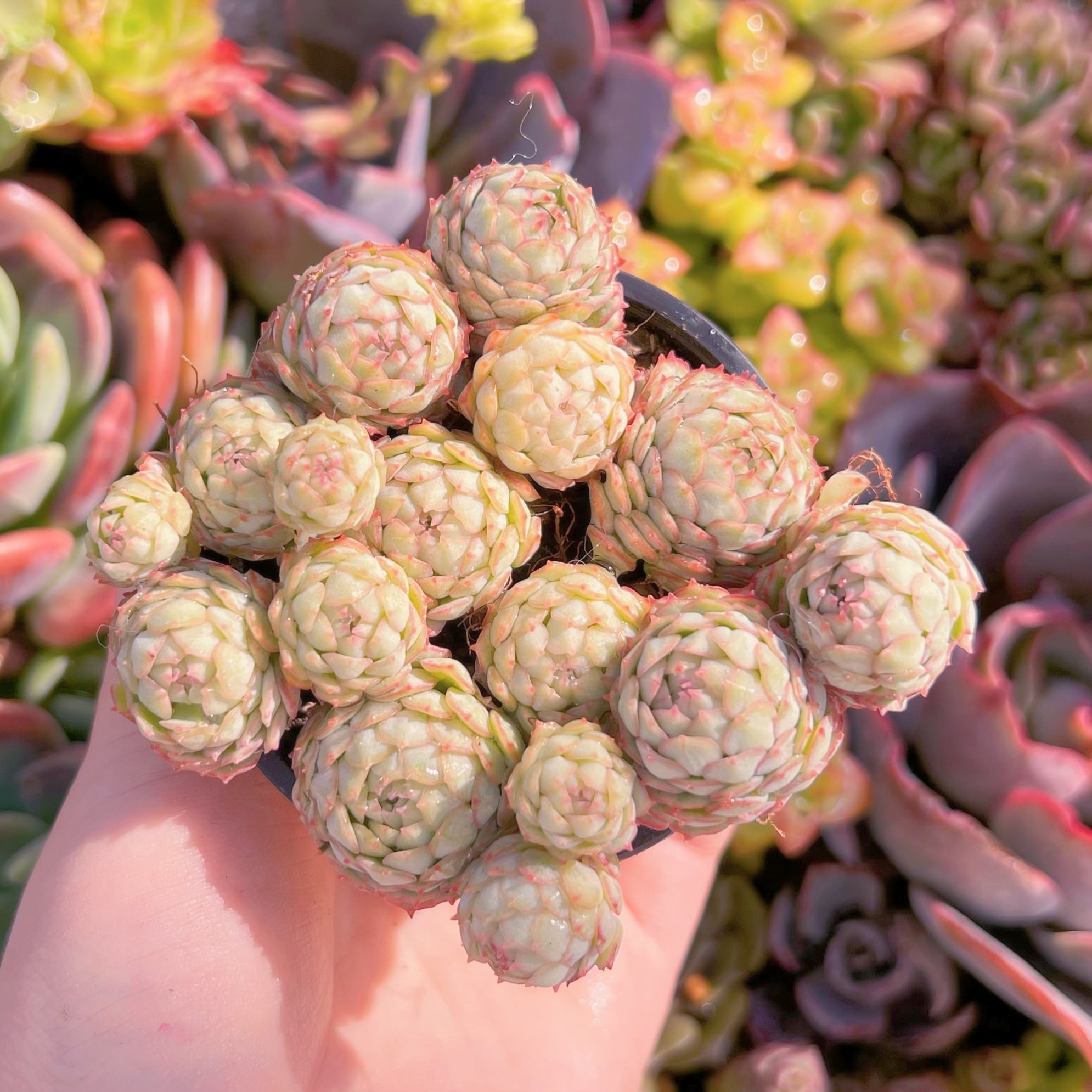 現品　グロブローサx静夜#D18　群生　るる農園