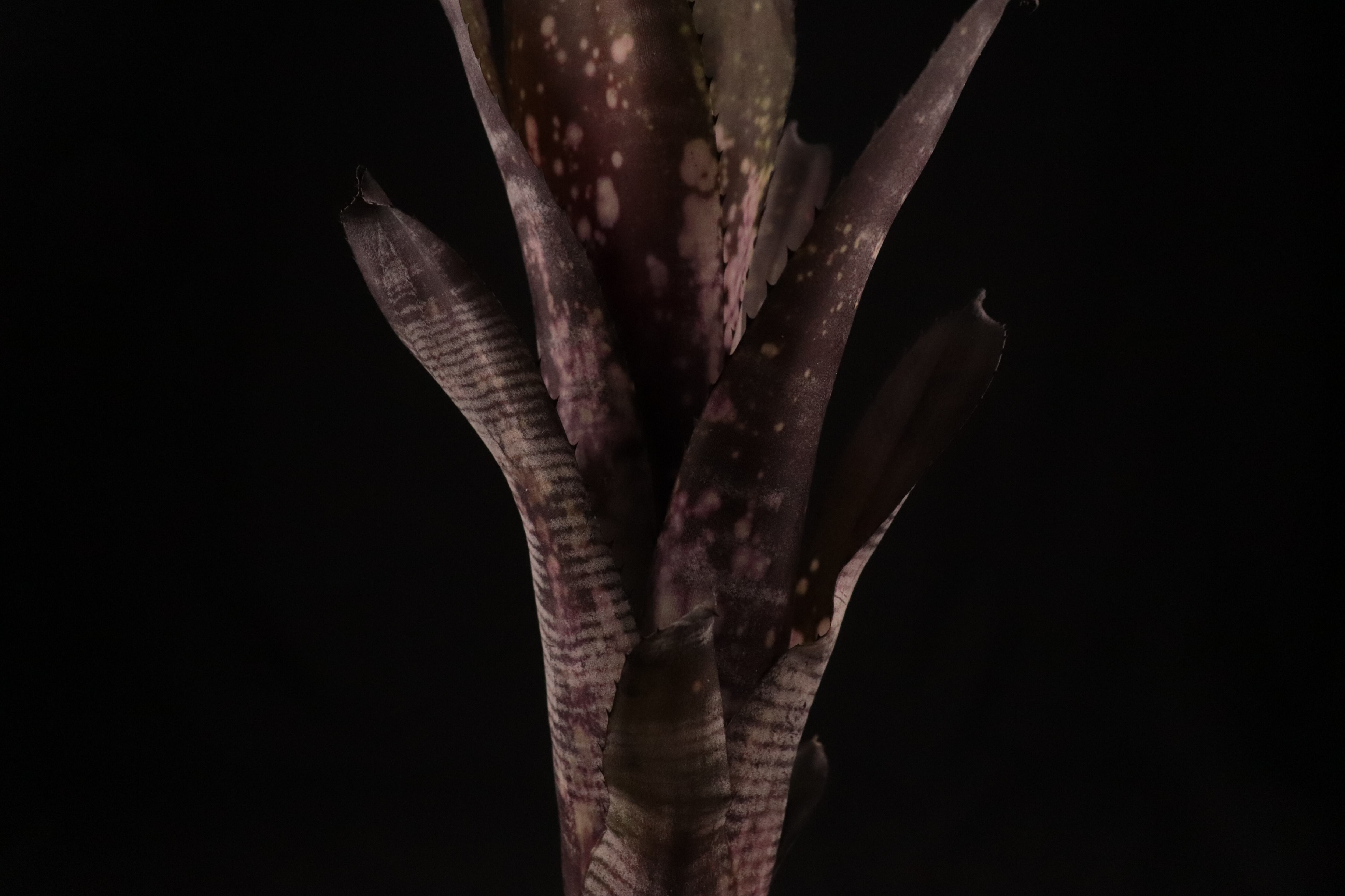 ブロメリア・エアープランツ Billbergia Mucho Mas 送料無料】Billbergia 'Mucho Mas'〔ビルベルギア〕現品発送B0165