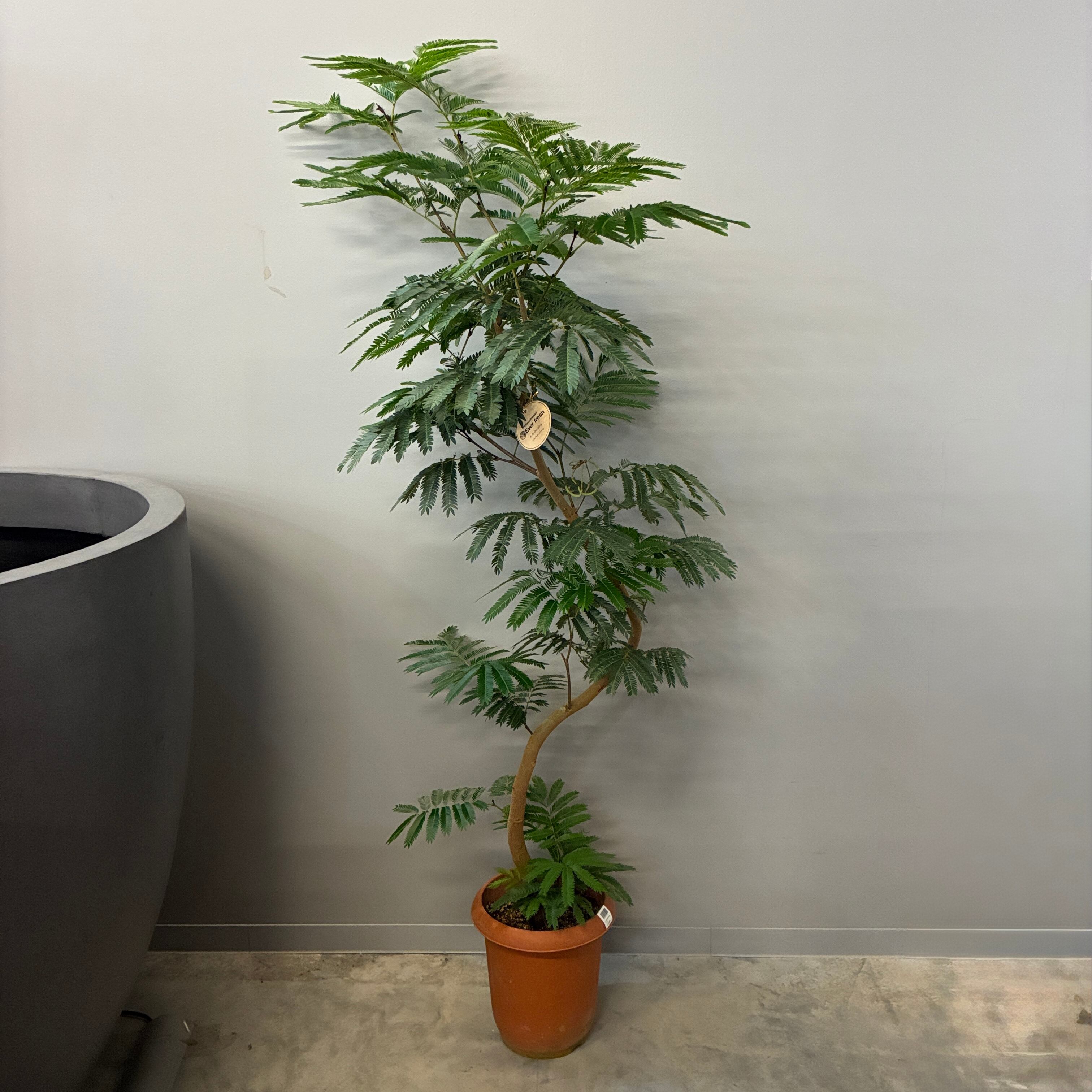 育てやすい観葉植物 | PROTOLEAF プロトリーフ