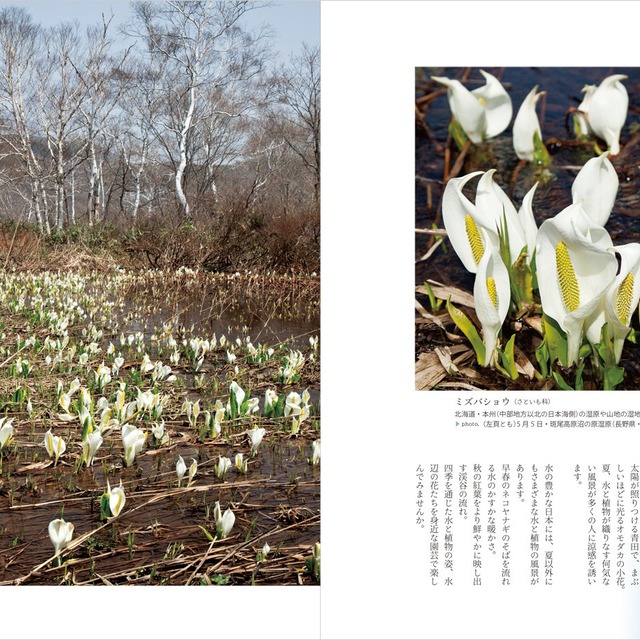 水辺の花スタートbook 栃の葉書房 水辺の花スタートbook 栃の葉書房