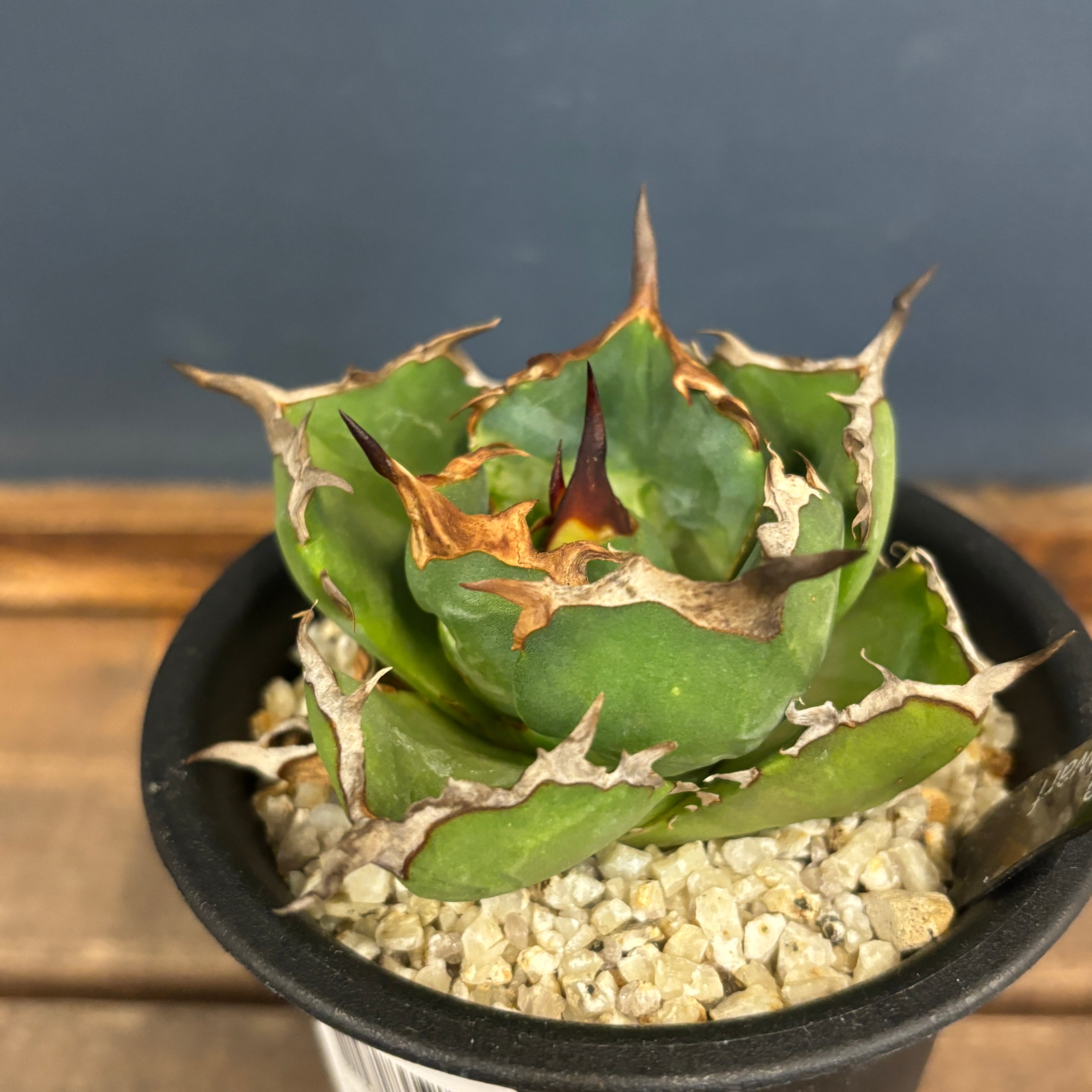 アガベ チタノタ ペルシアンドワーフ【113】 | PROTOLEAF プロトリーフ