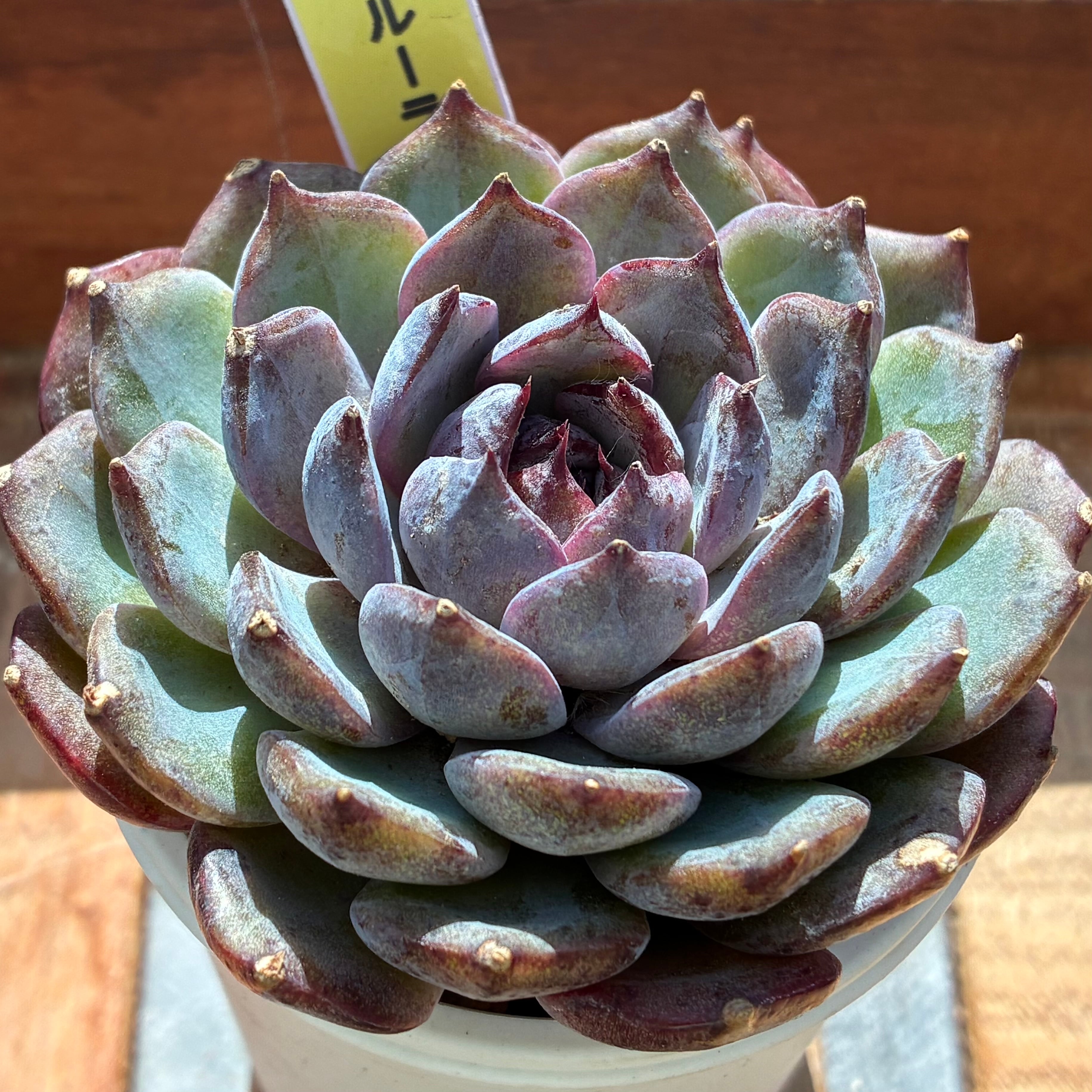 ハオルチア オブツーサ錦 地泉 | mocono_plants