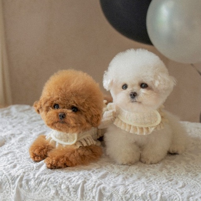 予約【pecoramou select】Twinkle harness＋leadset