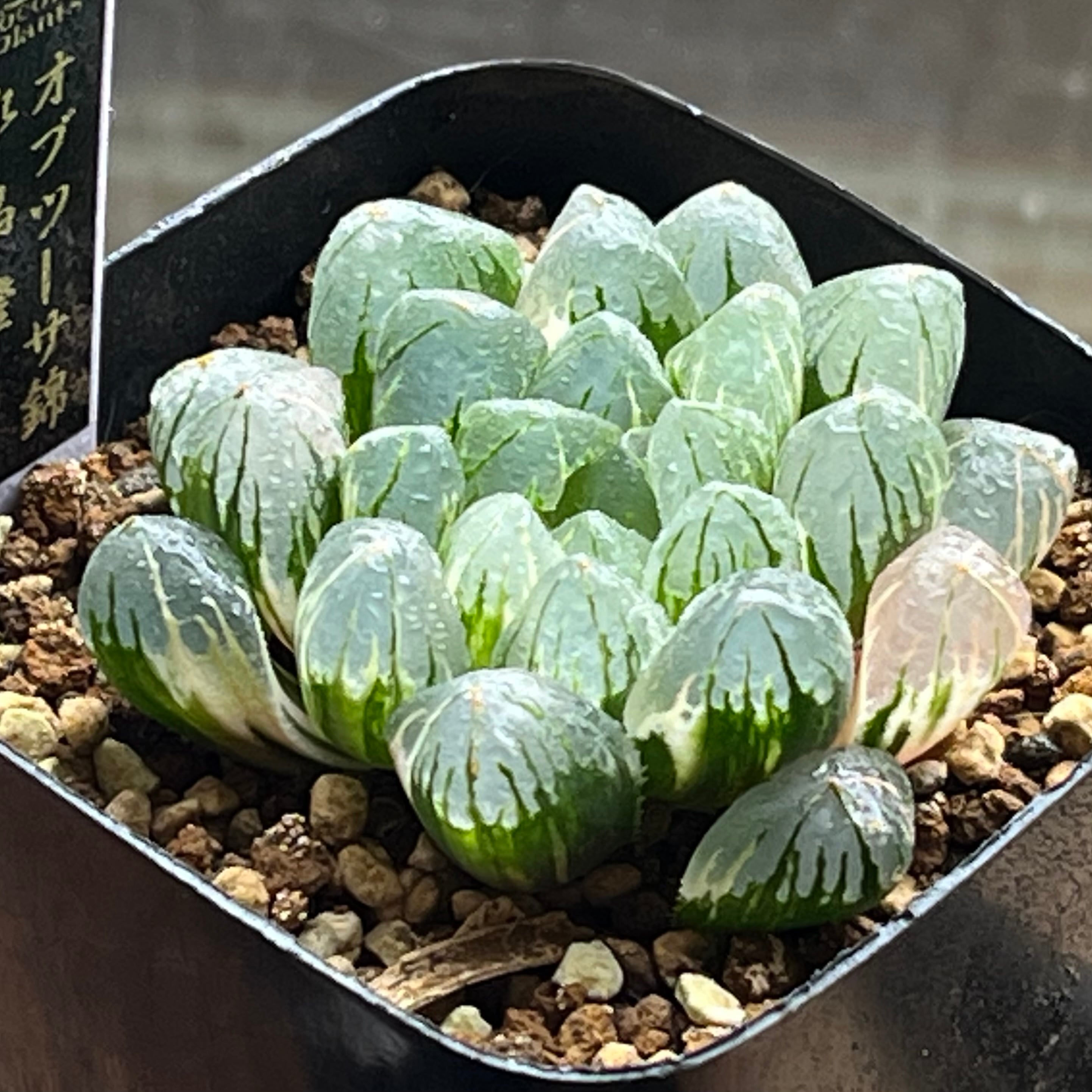 ハオルチア　水晶オブツーサ　極上斑 ハオルチア オブツーサ錦 水晶燈 | mocono_plants