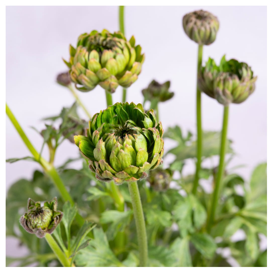 ラナンキュラス:アラクネ(5号)綾園芸 グリーン 育てやすい 個性派 アート