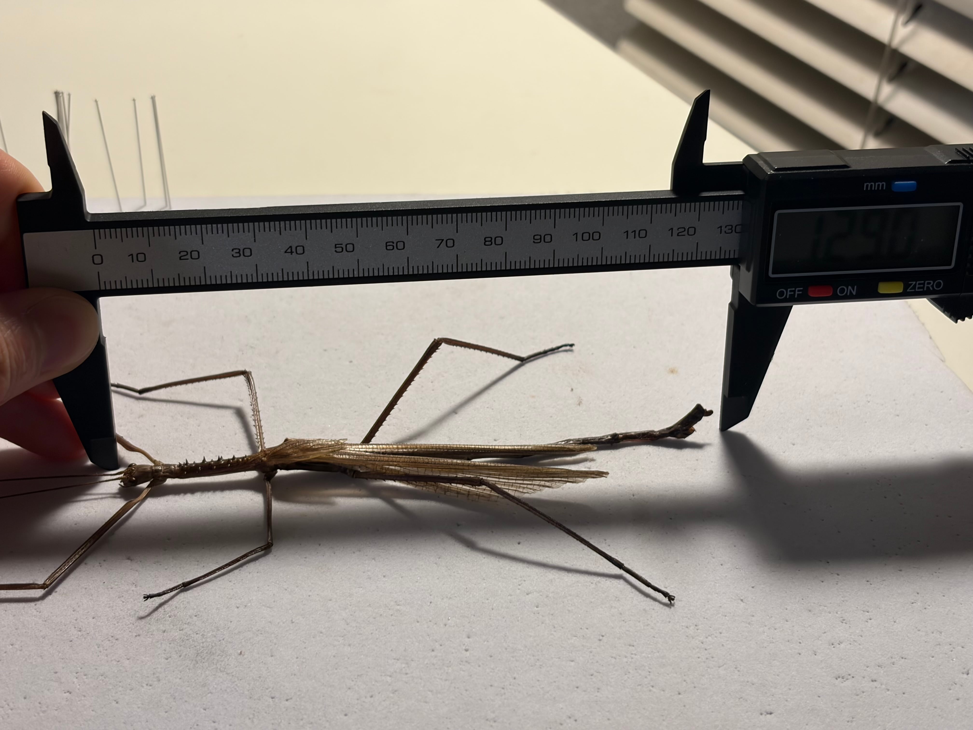成虫♂】ウルフィングナナフシ コノハムシカマキリマンティスコロギス
