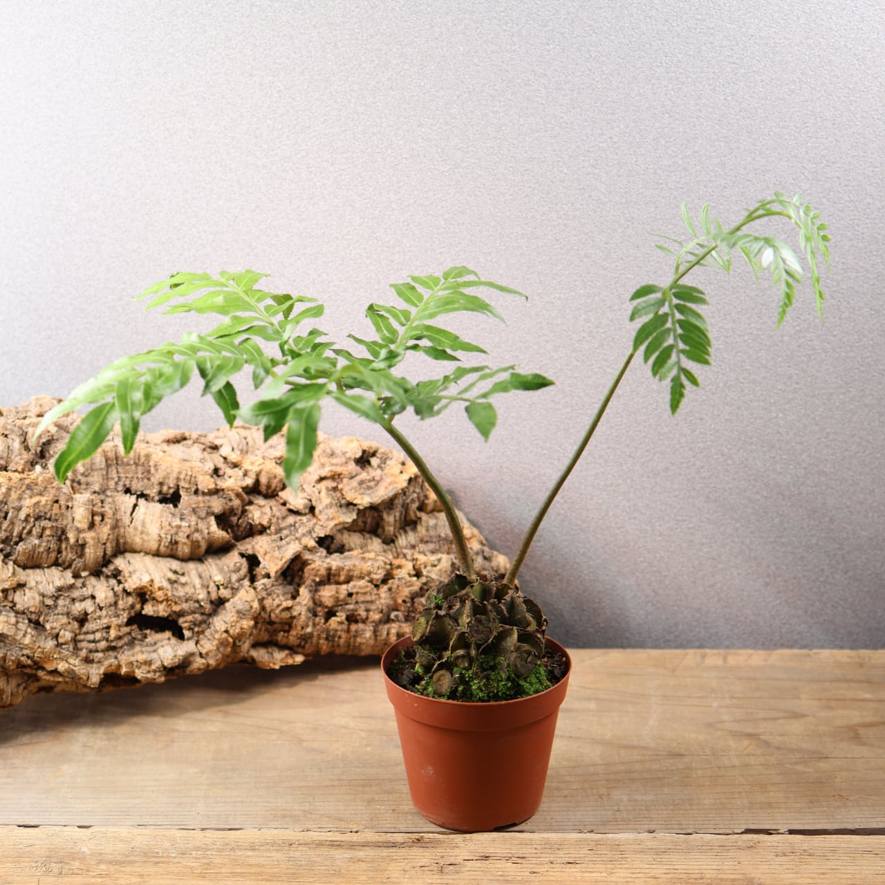 659『リュウビンタイ』 観葉植物【送料無料】 | MARX PLANTS | 観葉