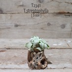 【送料無料】ストレプトフィラ S〔エアプランツ〕現品発送T2341